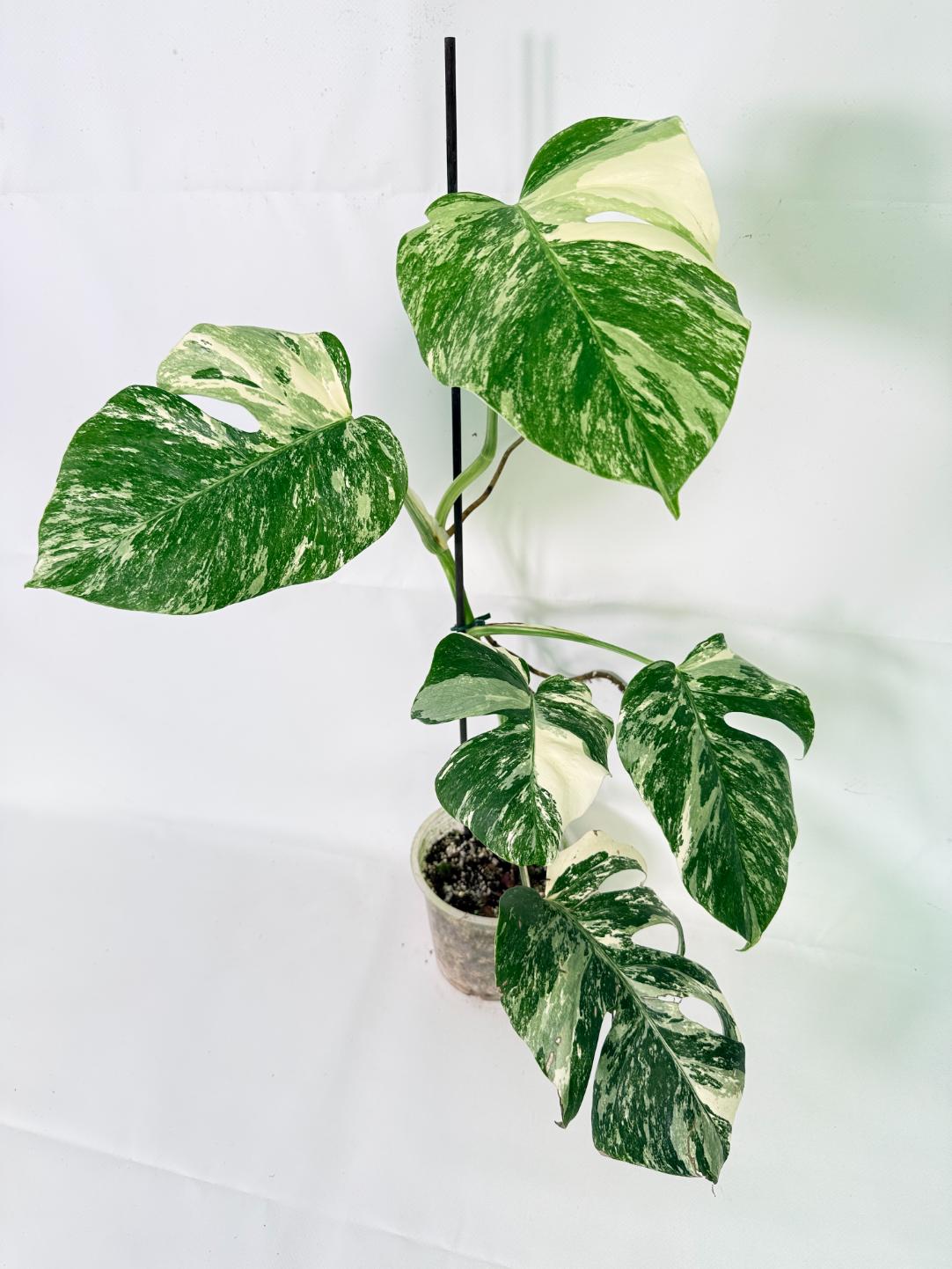 Monstera Albo Variegata XL 03