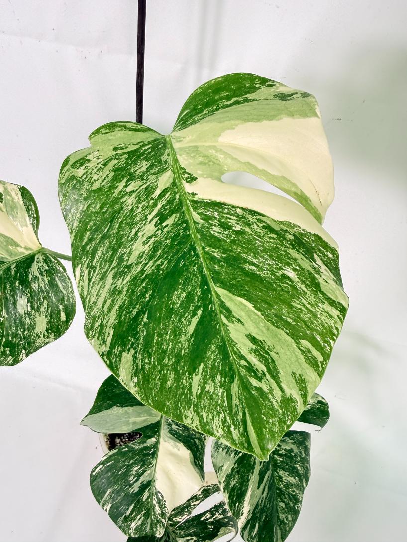 Monstera Albo Variegata XL 04