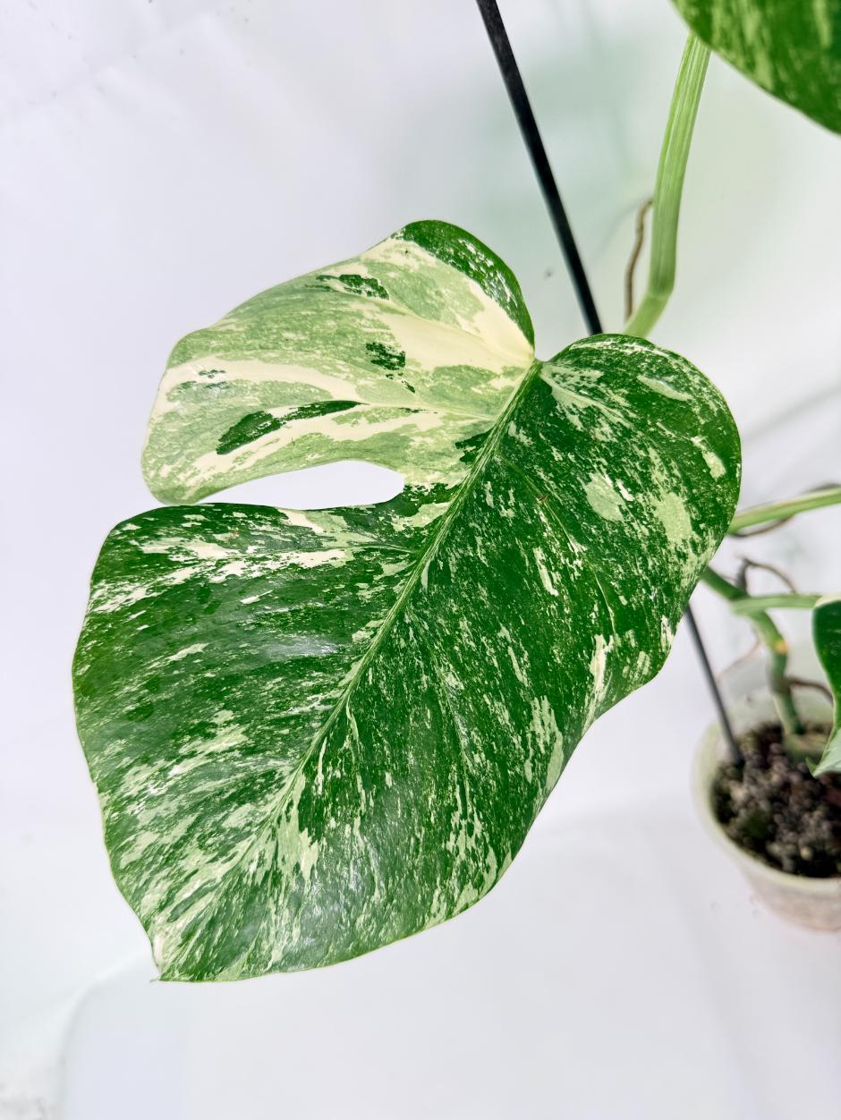 Monstera Albo Variegata XL 05
