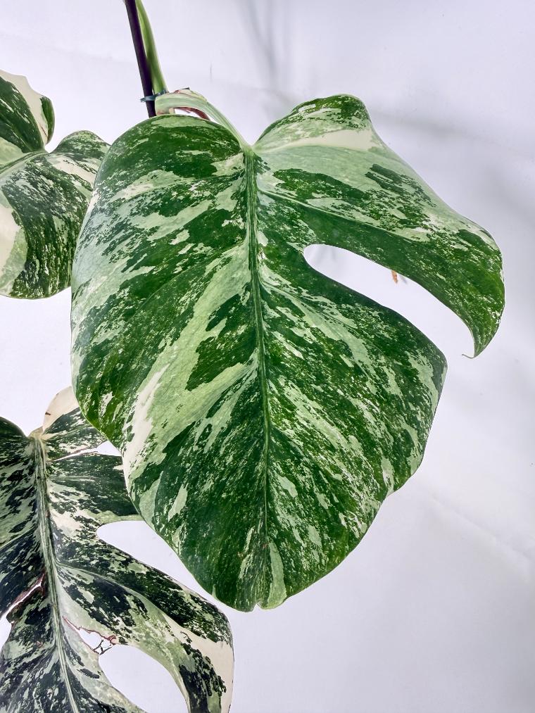 Monstera Albo Variegata XL 06