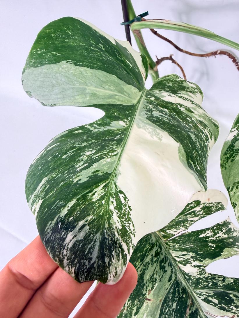 Monstera Albo Variegata XL 07