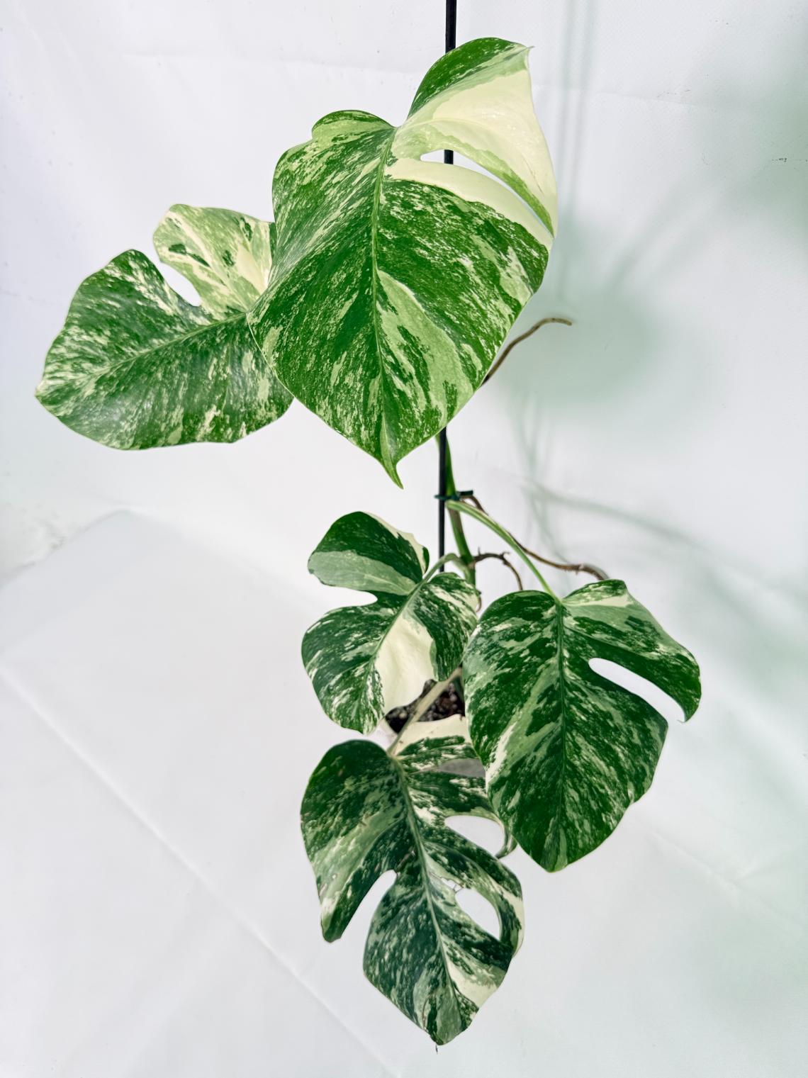 Monstera Albo Variegata XL 01