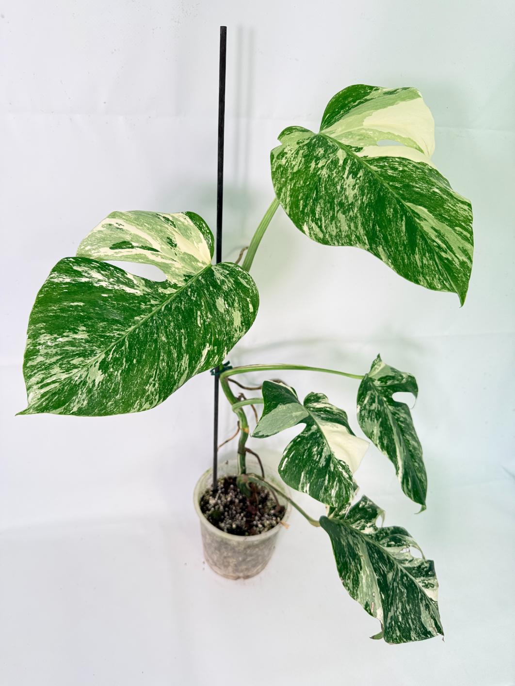 Monstera Albo Variegata XL 08
