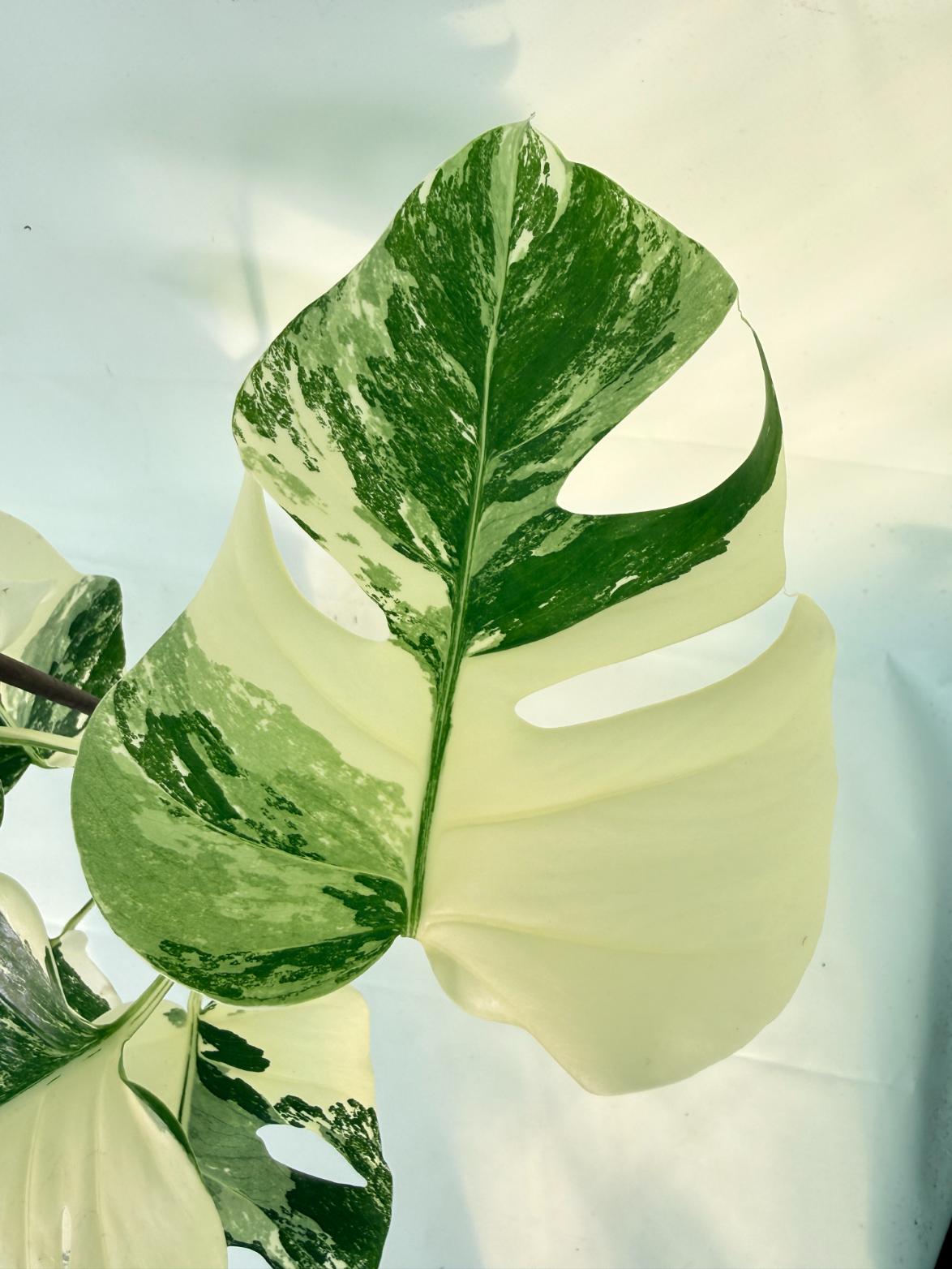 Monstera Albo Variegata XL 09