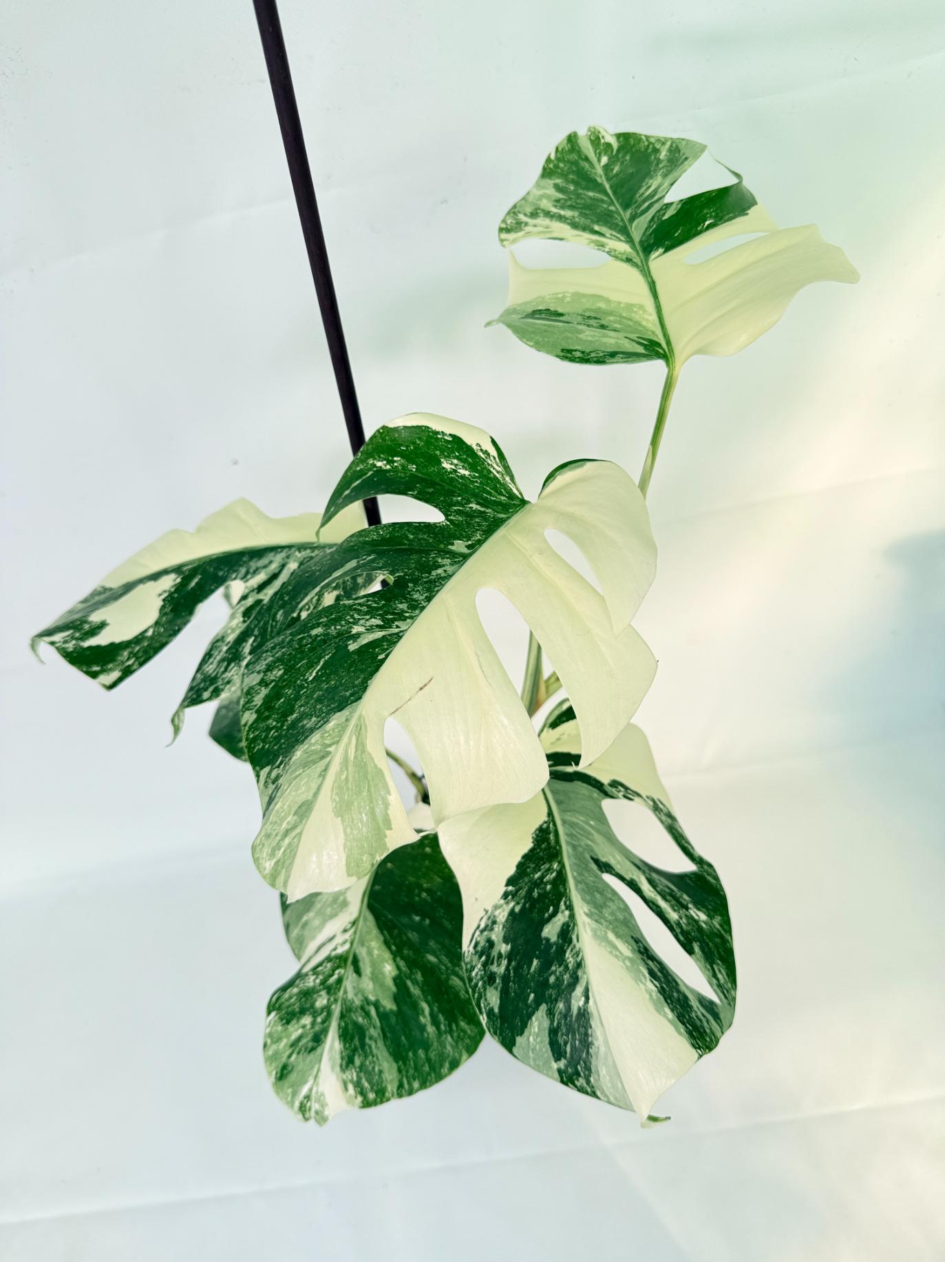 Monstera Albo Variegata XL 08