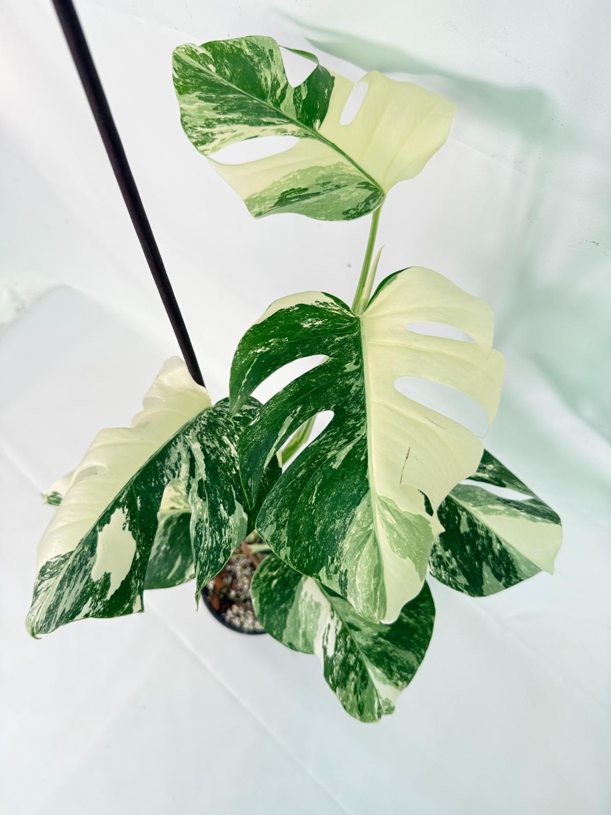 Monstera Albo Variegata XL 09