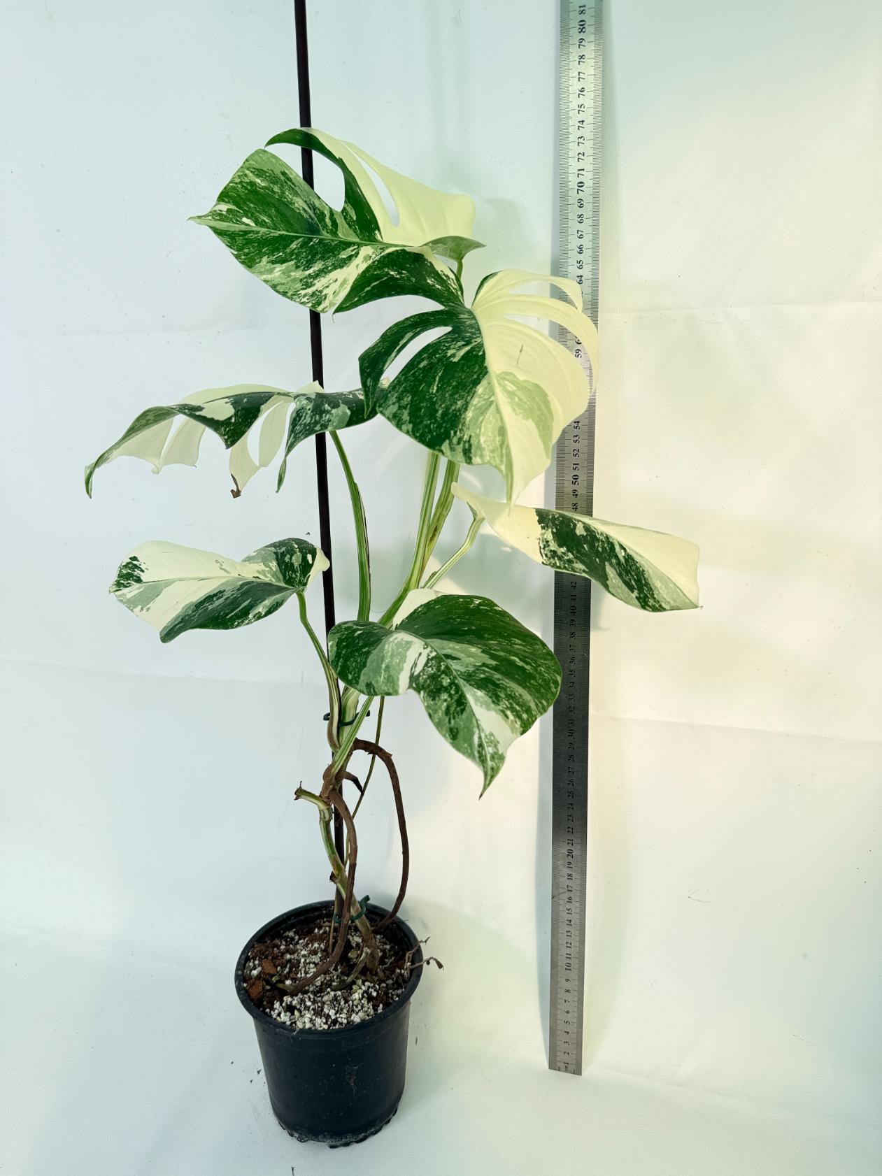 Monstera Albo Variegata XL 01