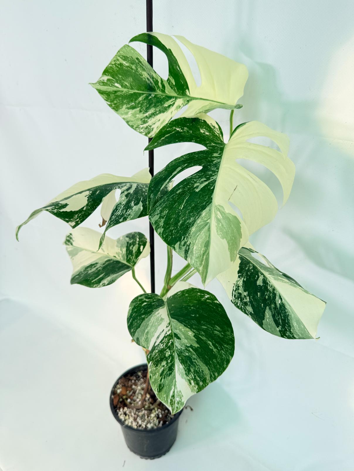 Monstera Albo Variegata XL 02