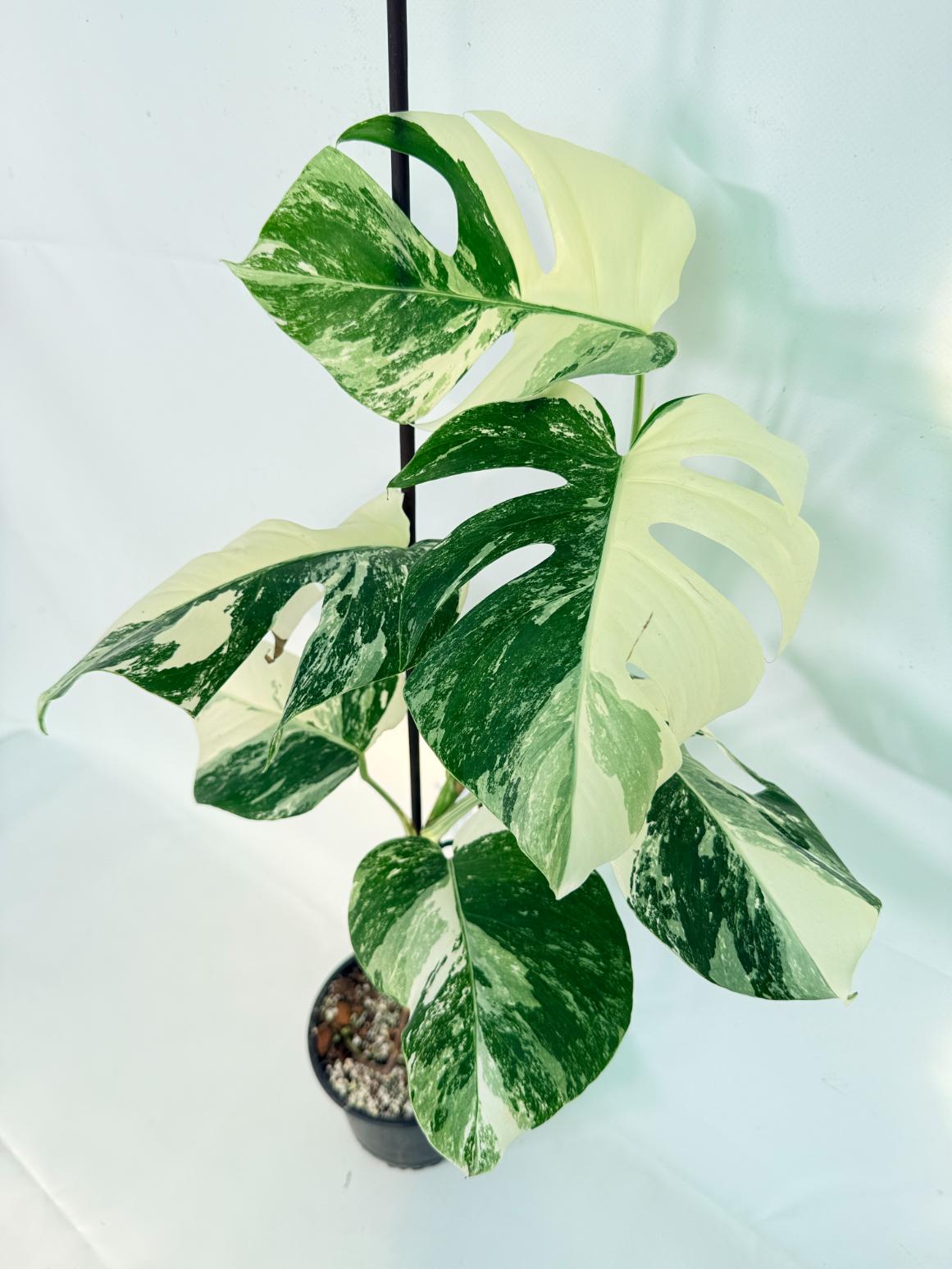 Monstera Albo Variegata XL 03