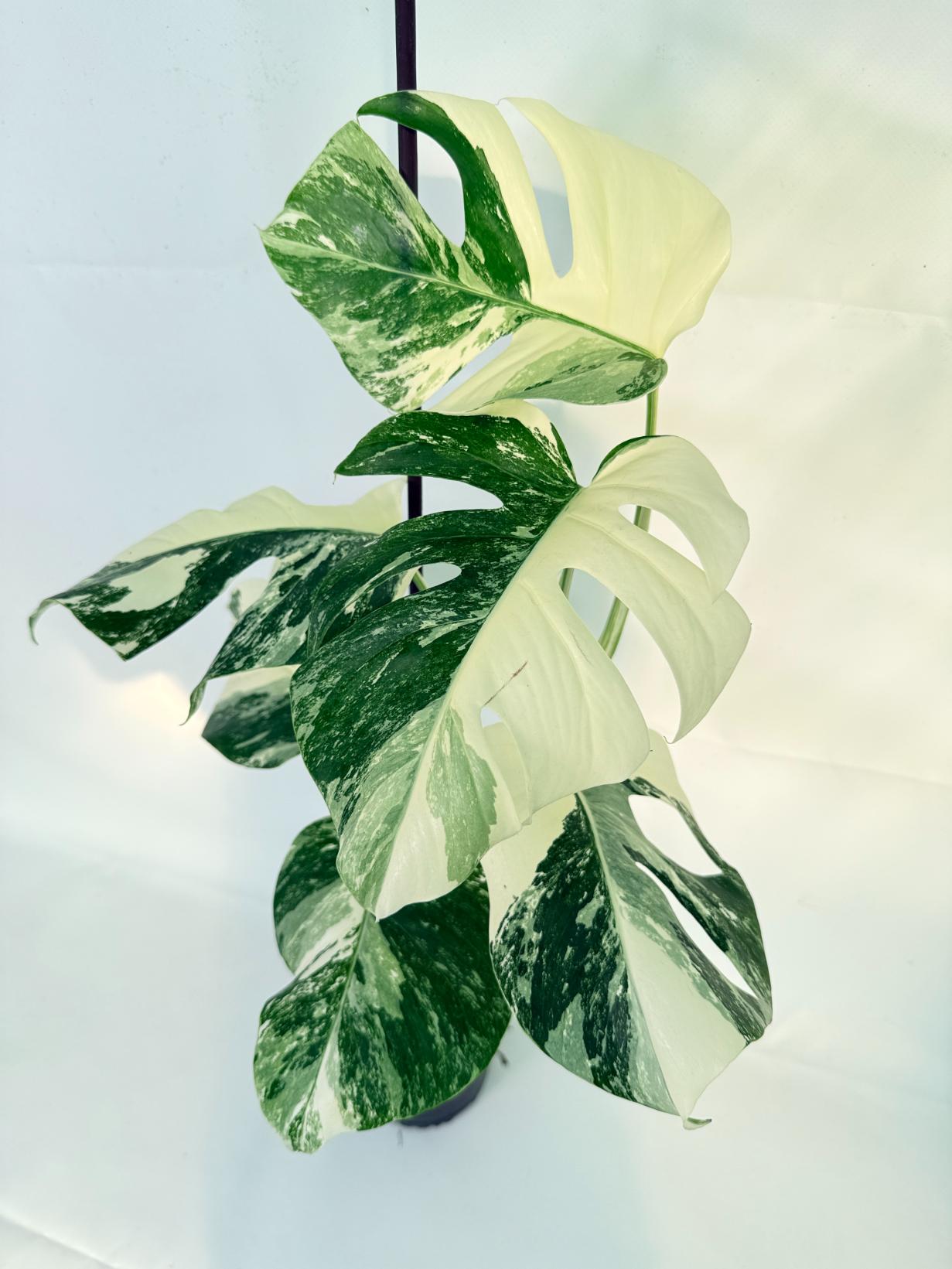 Monstera Albo Variegata XL 04