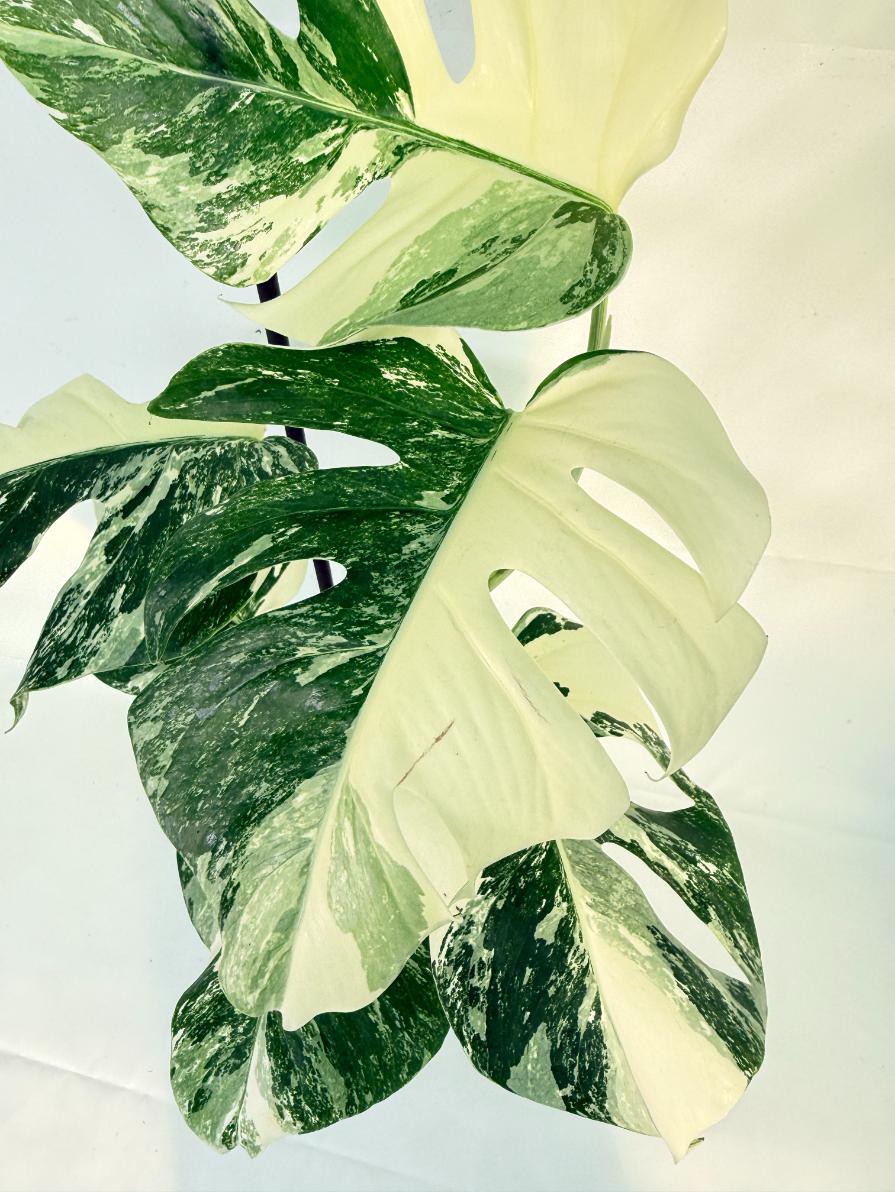 Monstera Albo Variegata XL 05
