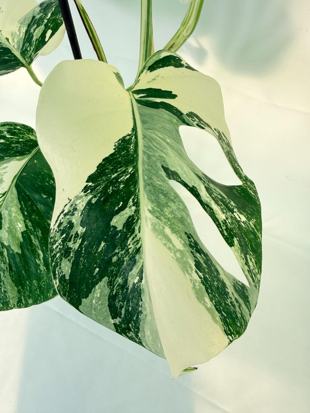 Monstera Albo Variegata XL 06