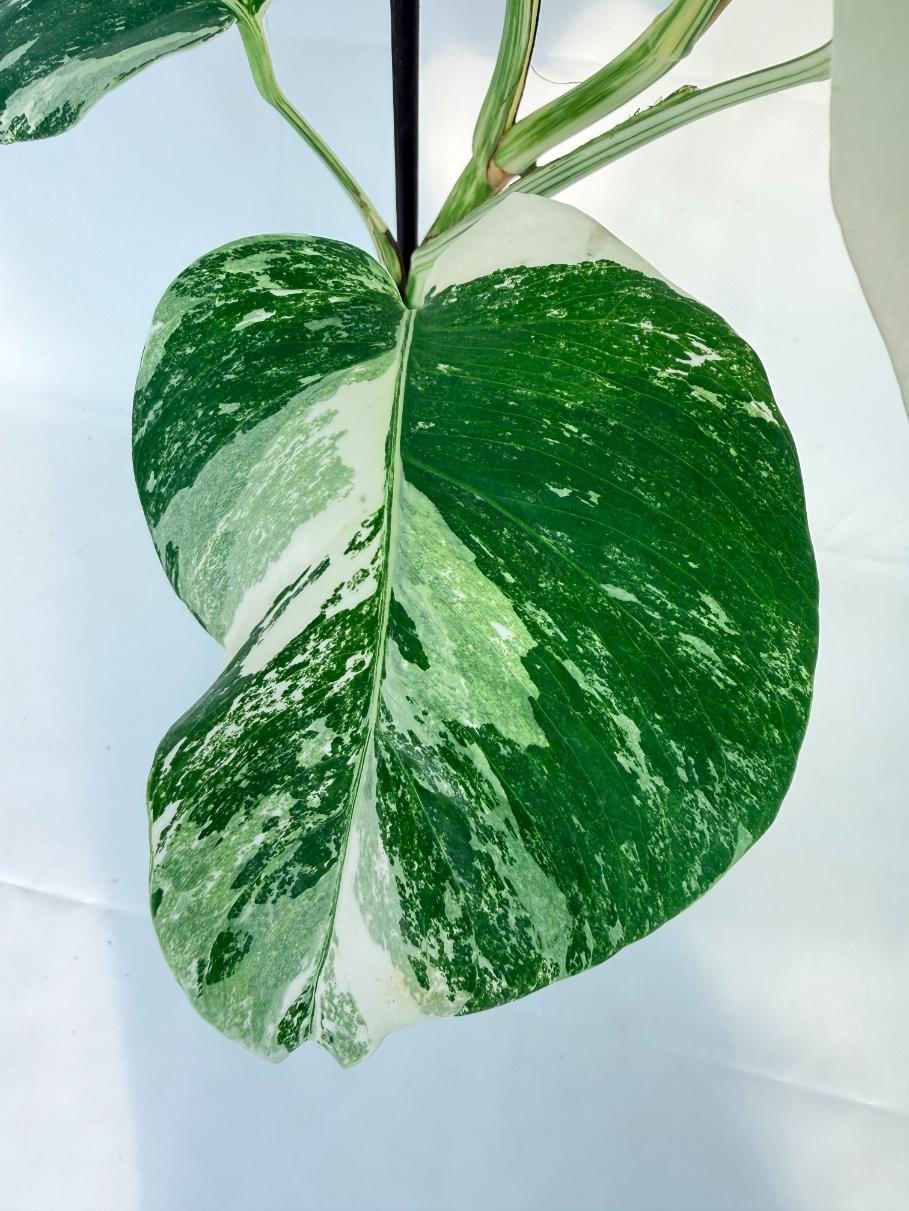 Monstera Albo Variegata XL 07