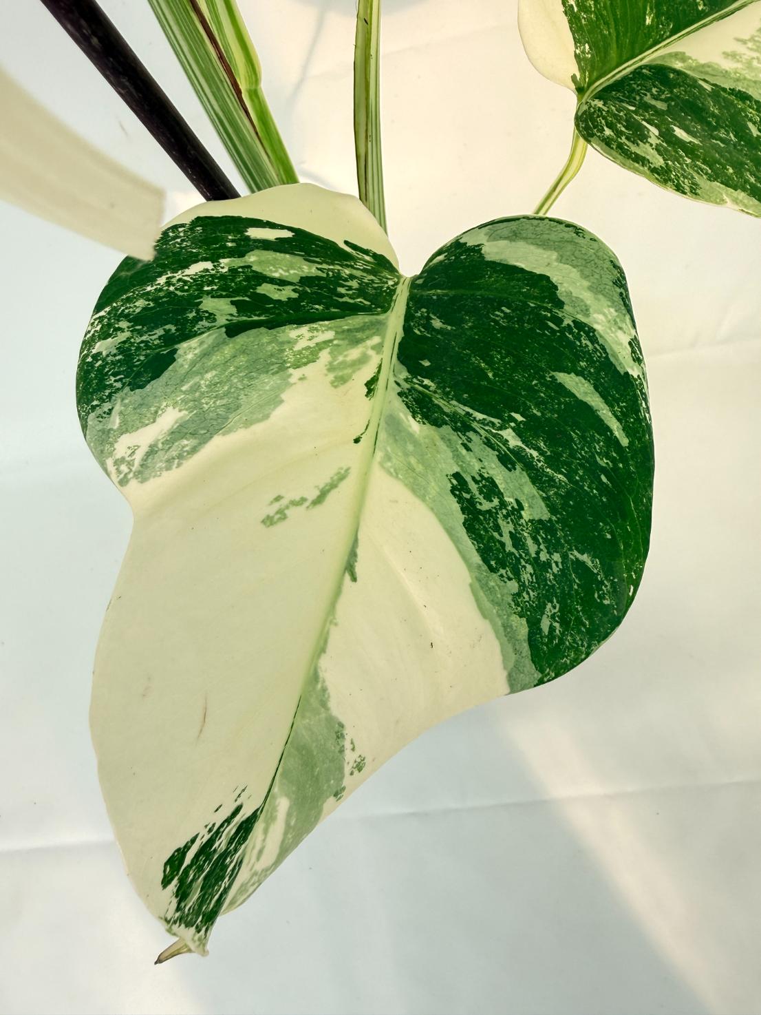 Monstera Albo Variegata XL 08