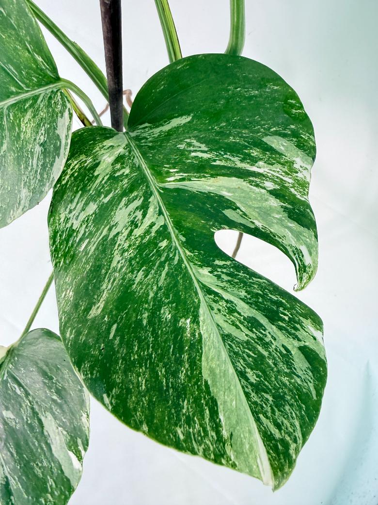 Monstera Albo Variegata XL 03