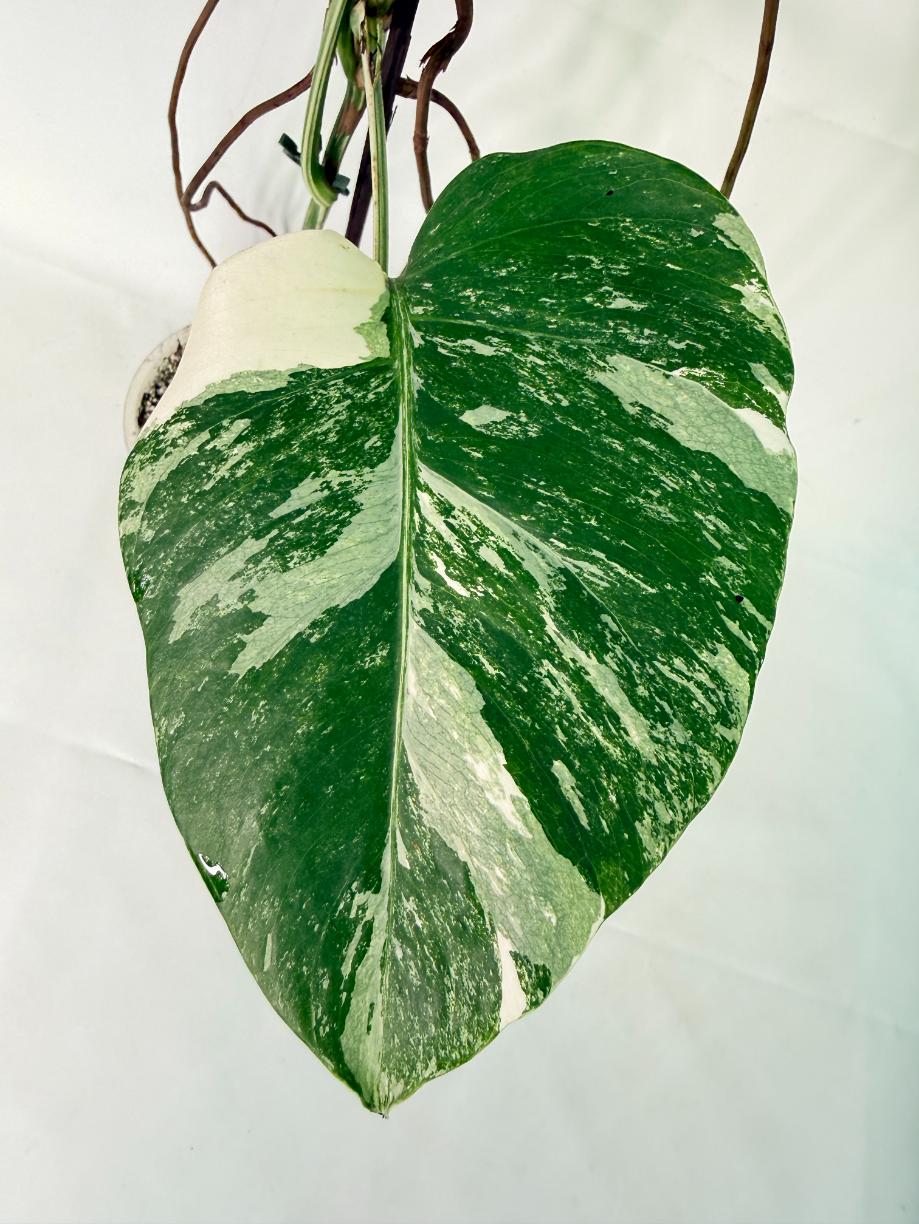 Monstera Albo Variegata XL 04