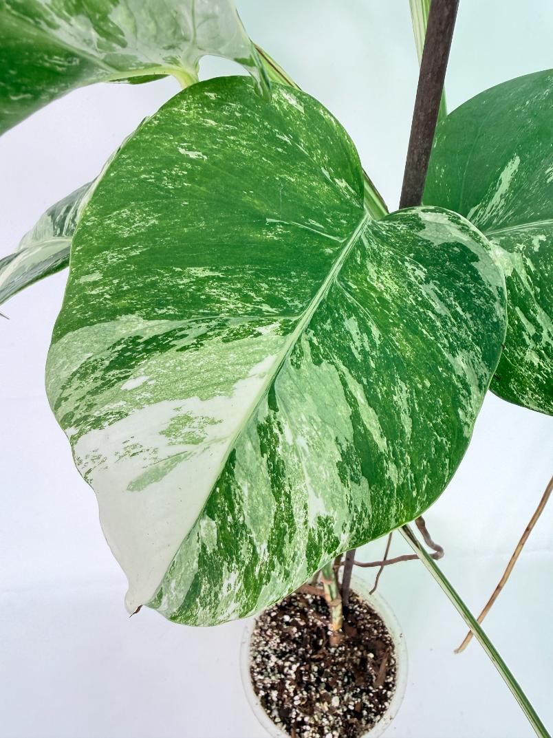 Monstera Albo Variegata XL 05