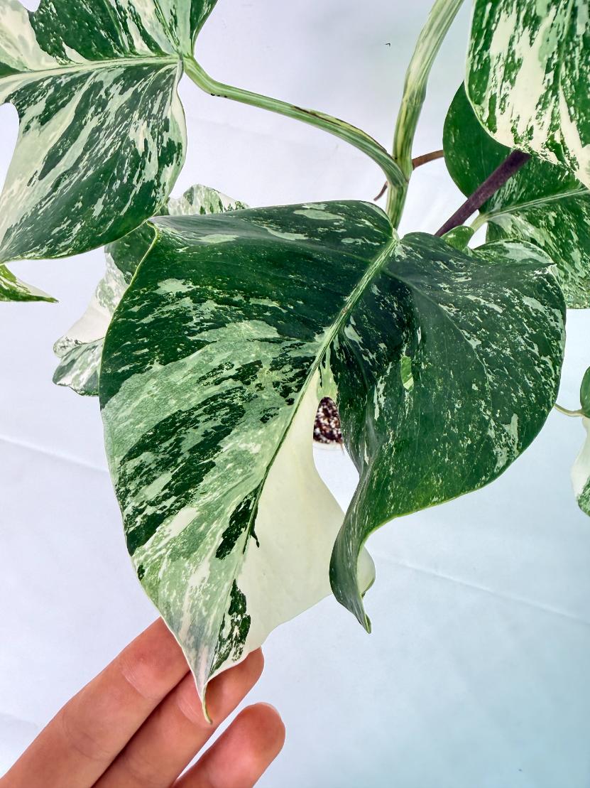 Monstera Albo Variegata XL 06