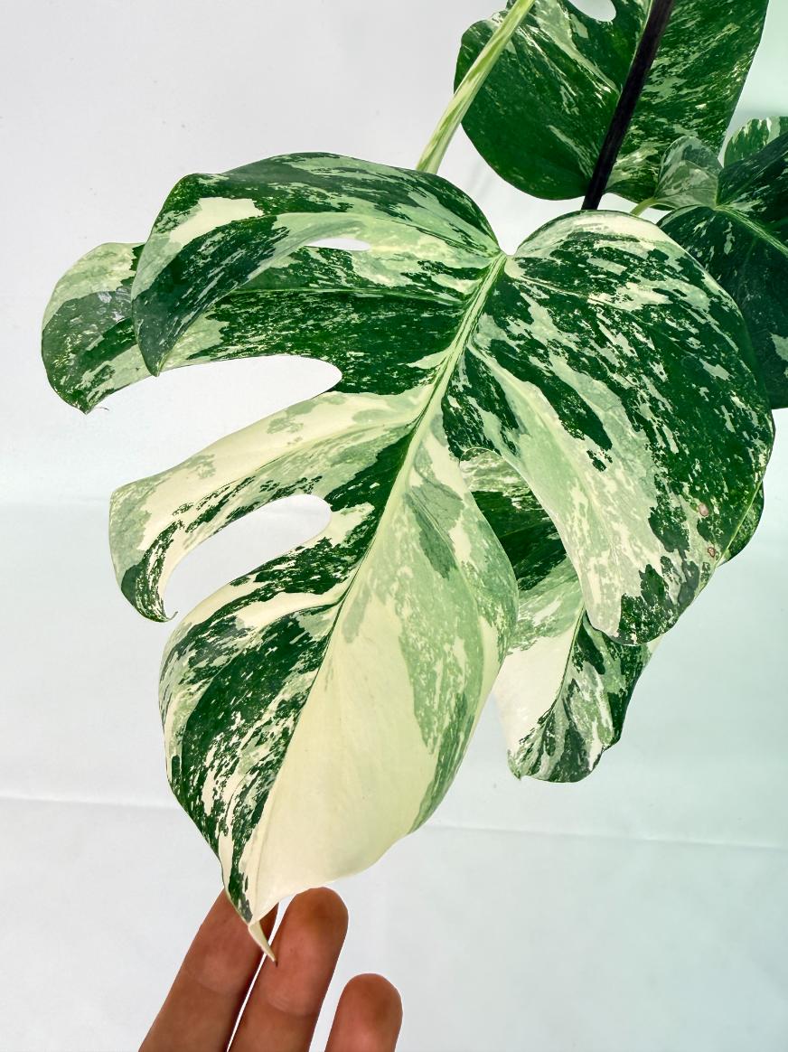 Monstera Albo Variegata XL 07