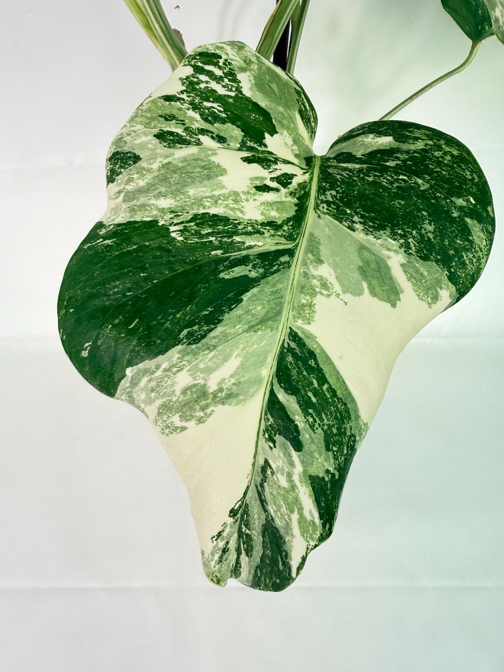 Monstera Albo Variegata XL 08