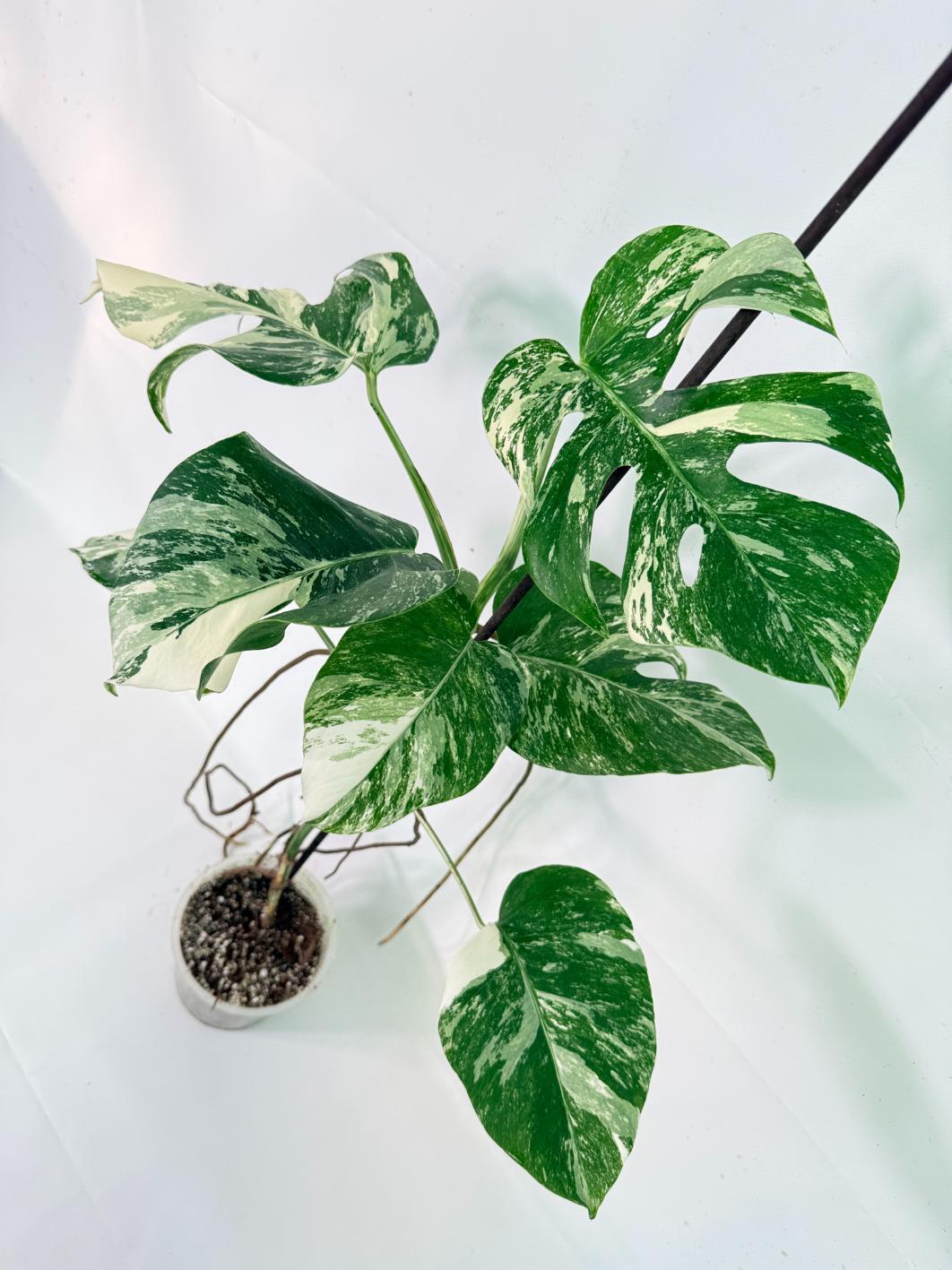 Monstera Albo Variegata XL 09