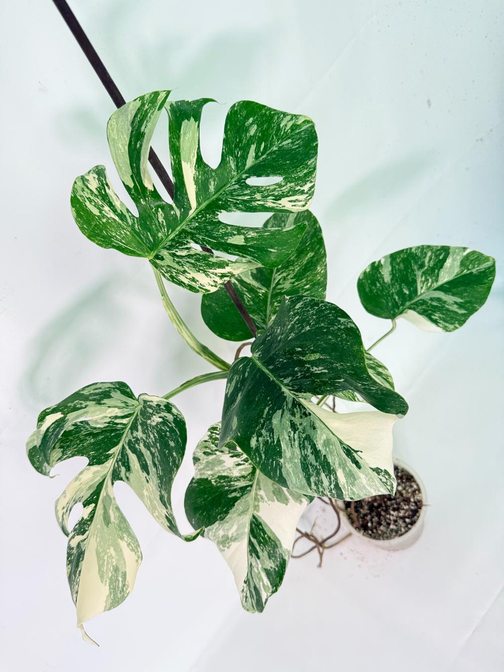 Monstera Albo Variegata XL 10