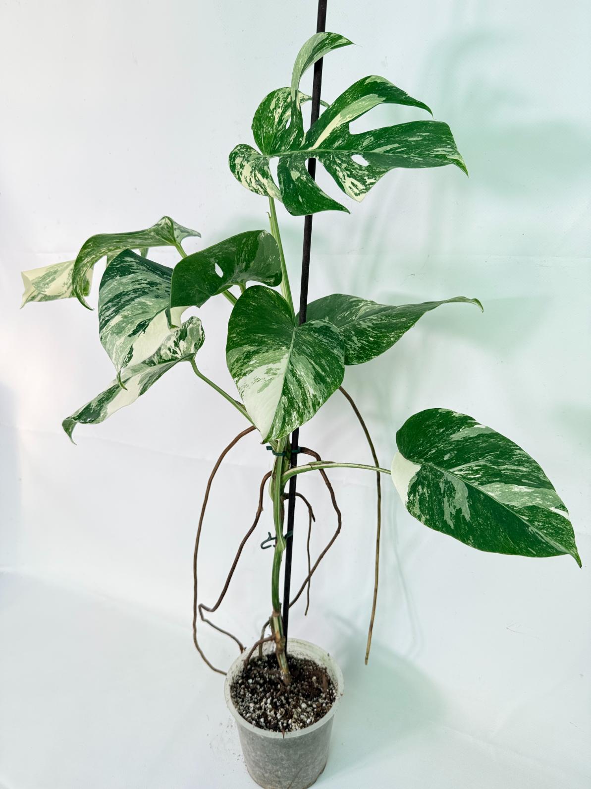 Monstera Albo Variegata XL 02