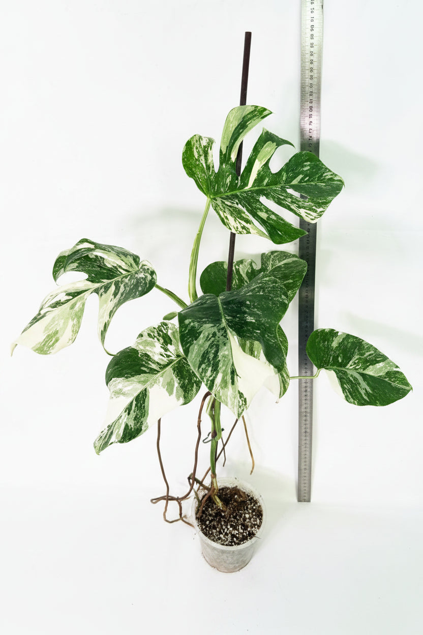 Monstera Albo Variegata XL 13