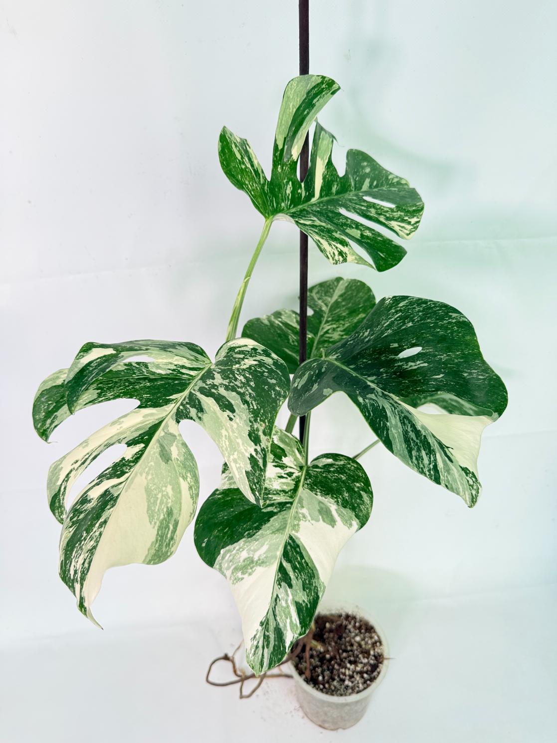 Monstera Albo Variegata XL 01
