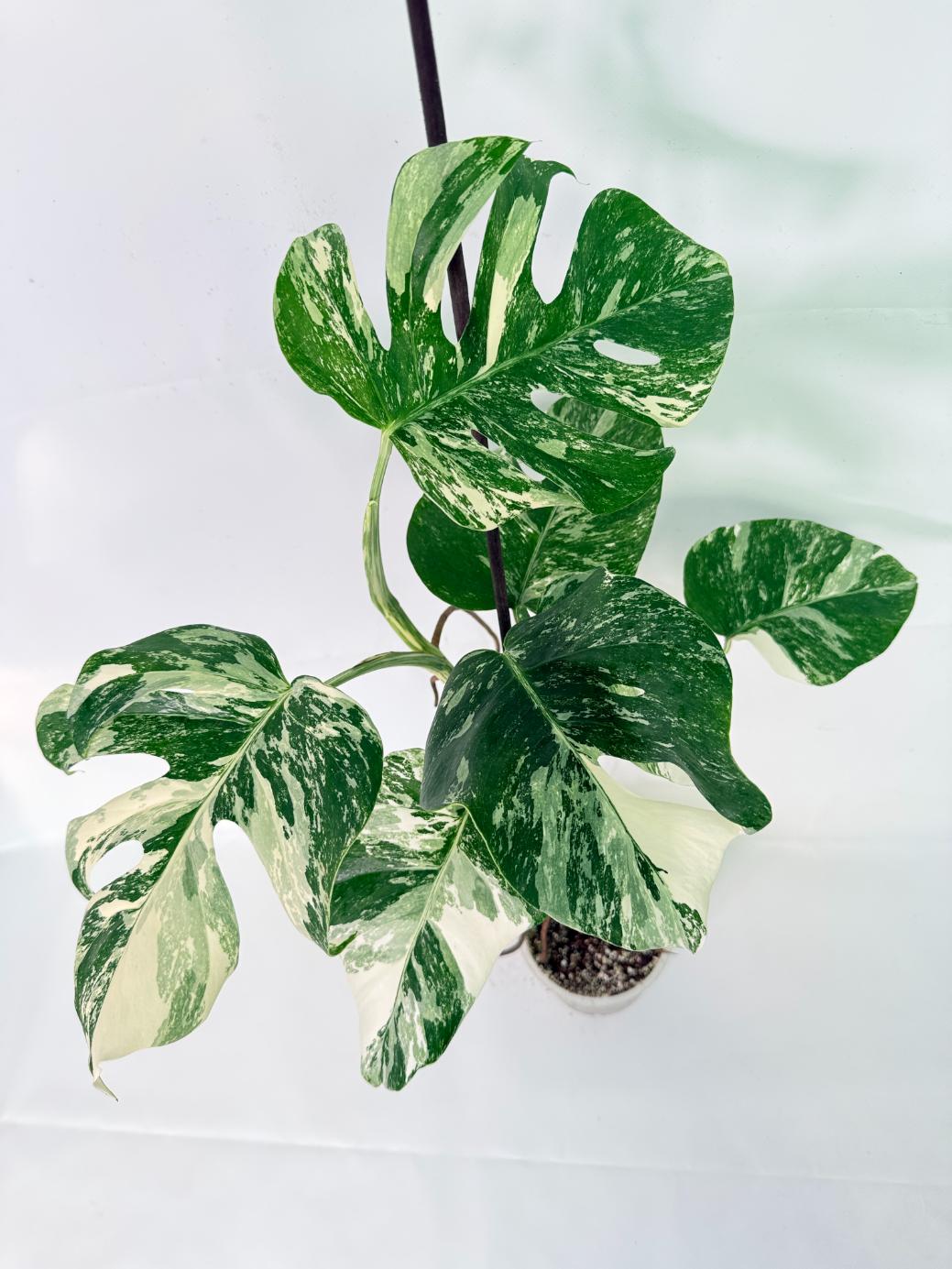 Monstera Albo Variegata XL 11