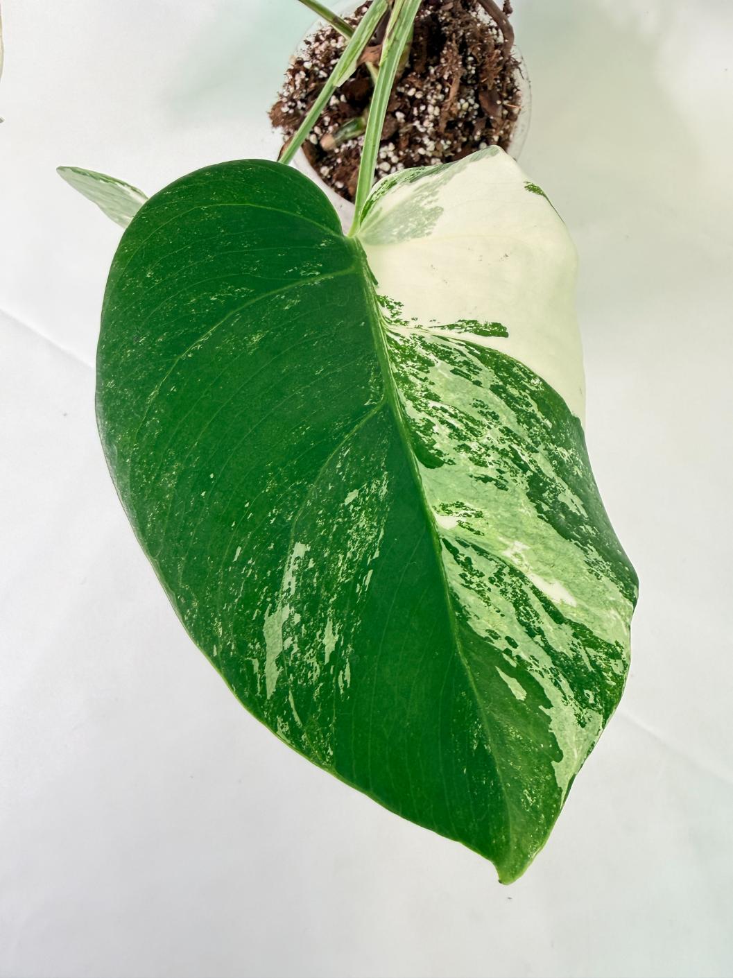 Monstera Albo Variegata XL 09