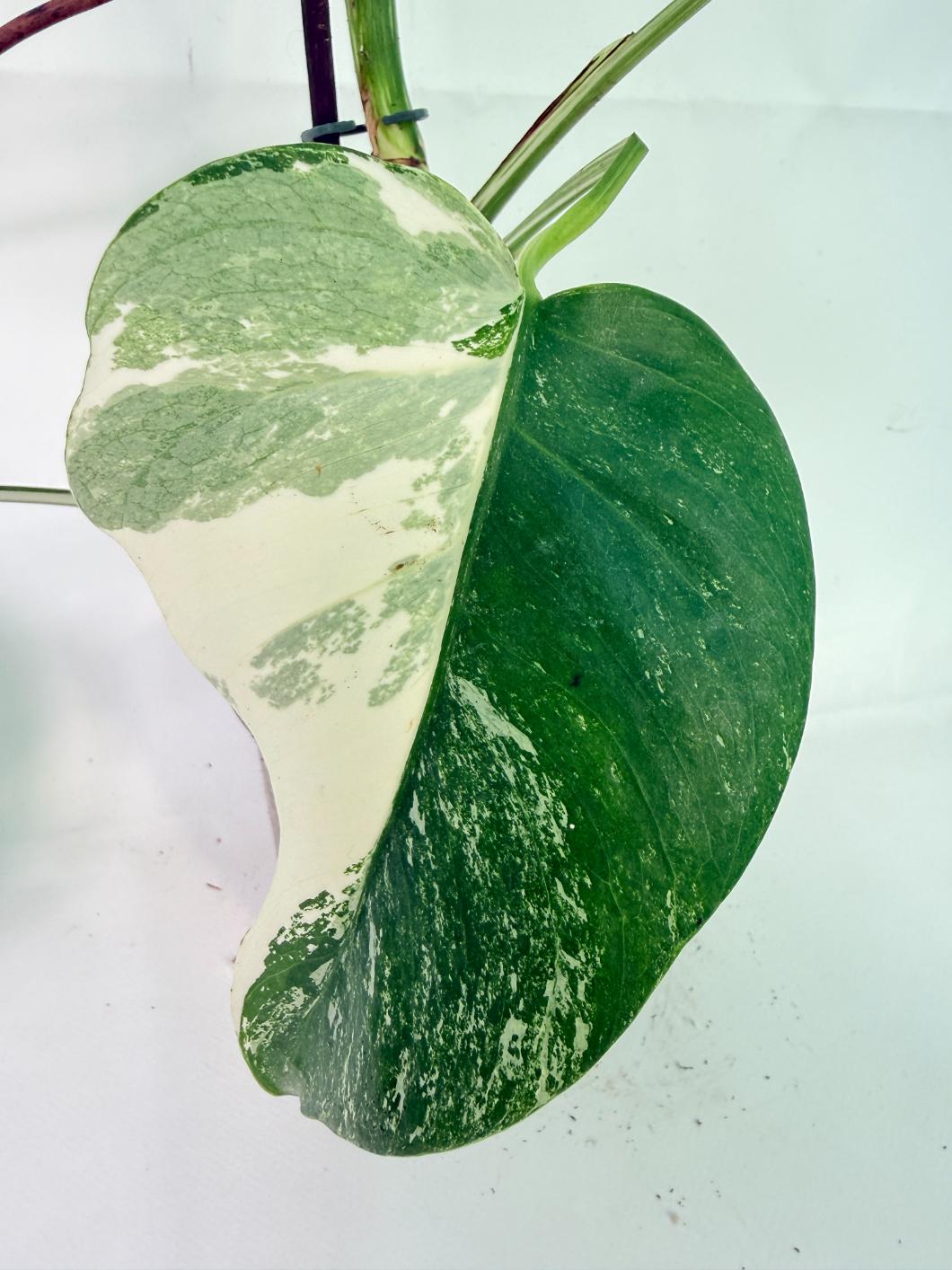 Monstera Albo Variegata XL 10