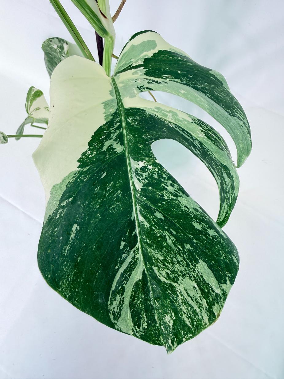 Monstera Albo Variegata XL 11