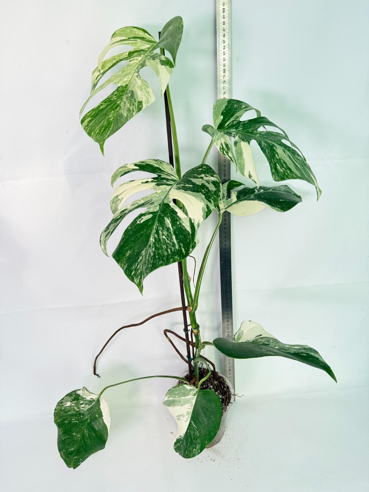 Monstera Albo Variegata XL 02