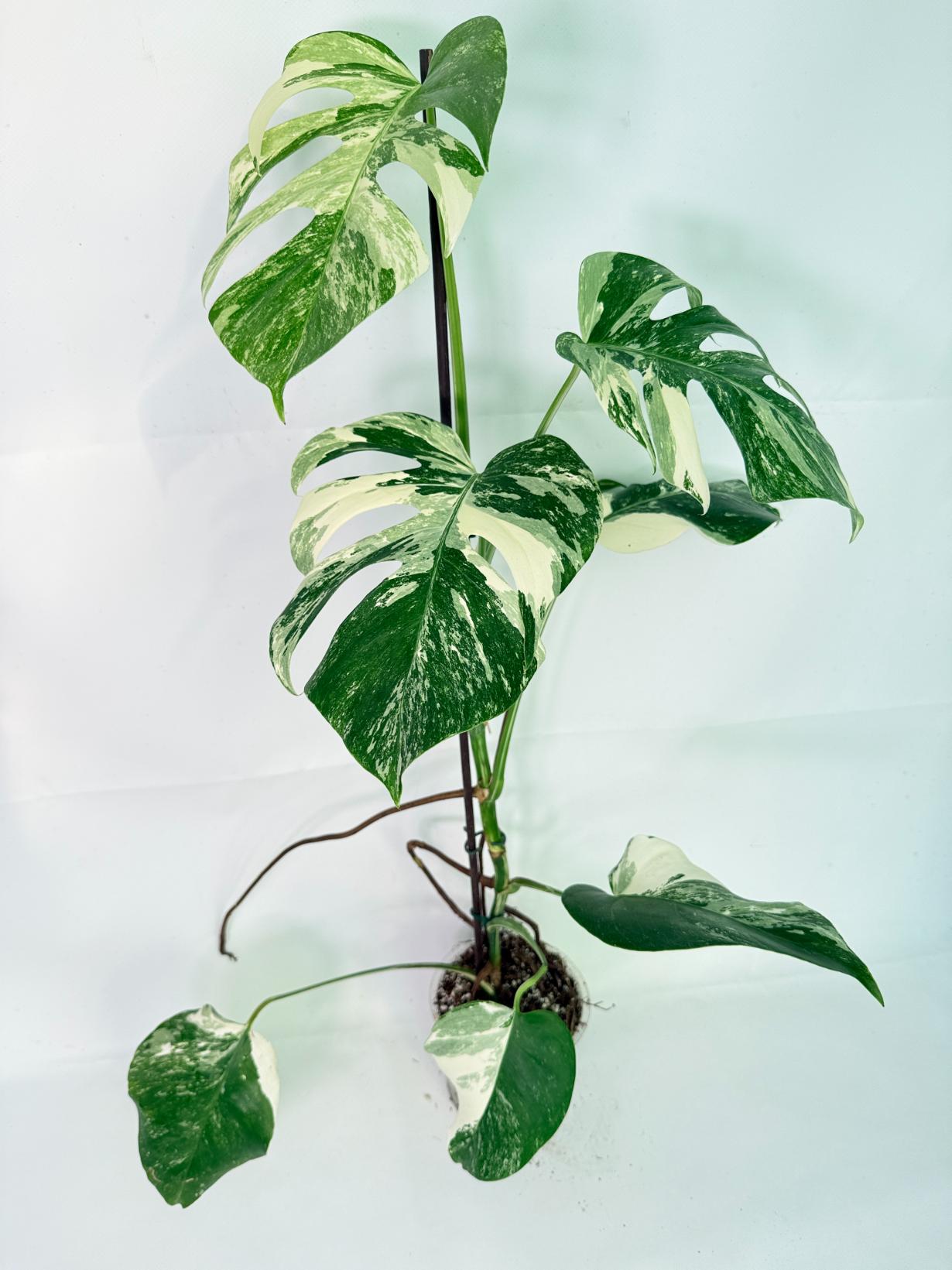 Monstera Albo Variegata XL 03