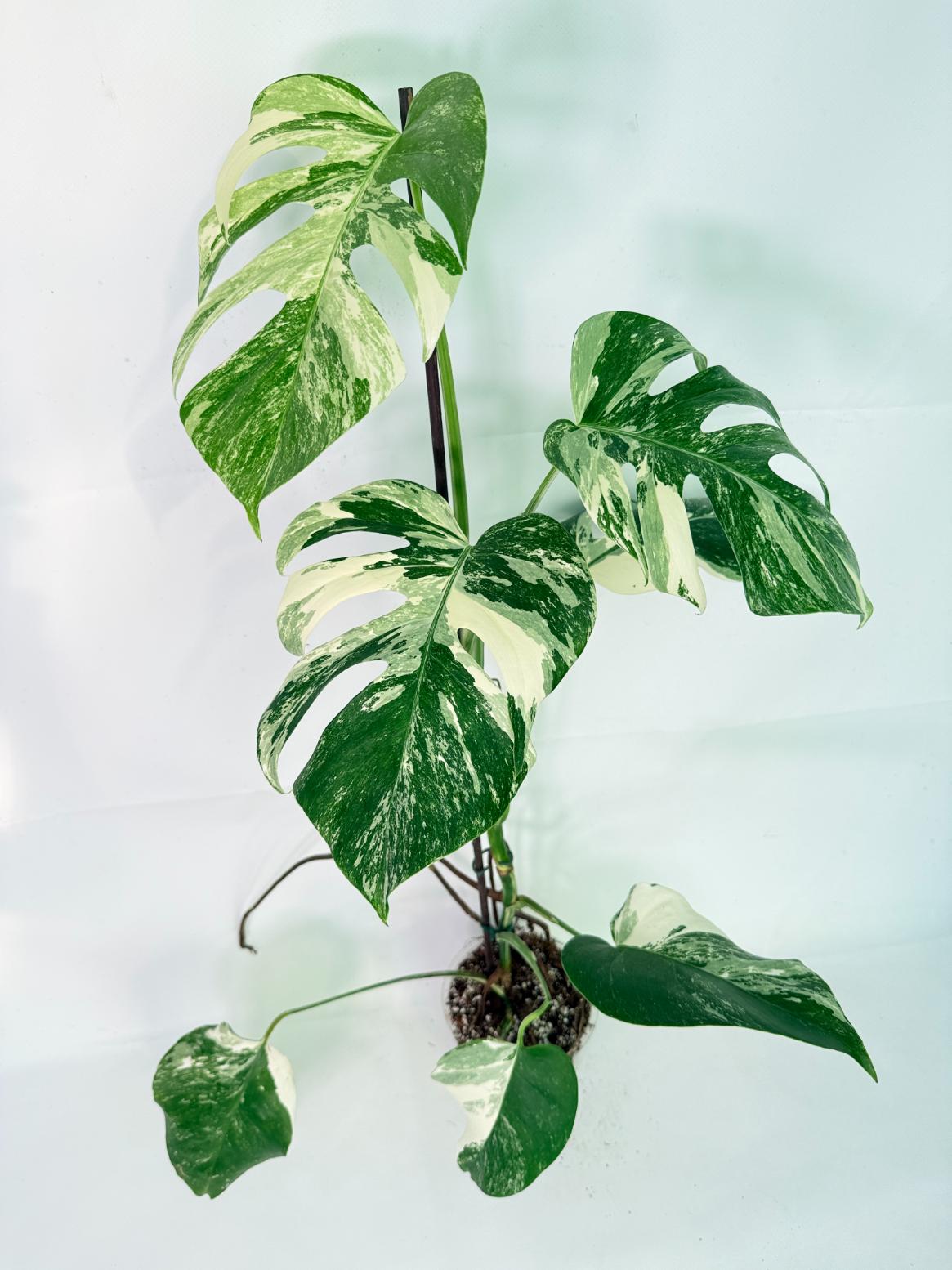 Monstera Albo Variegata XL 01