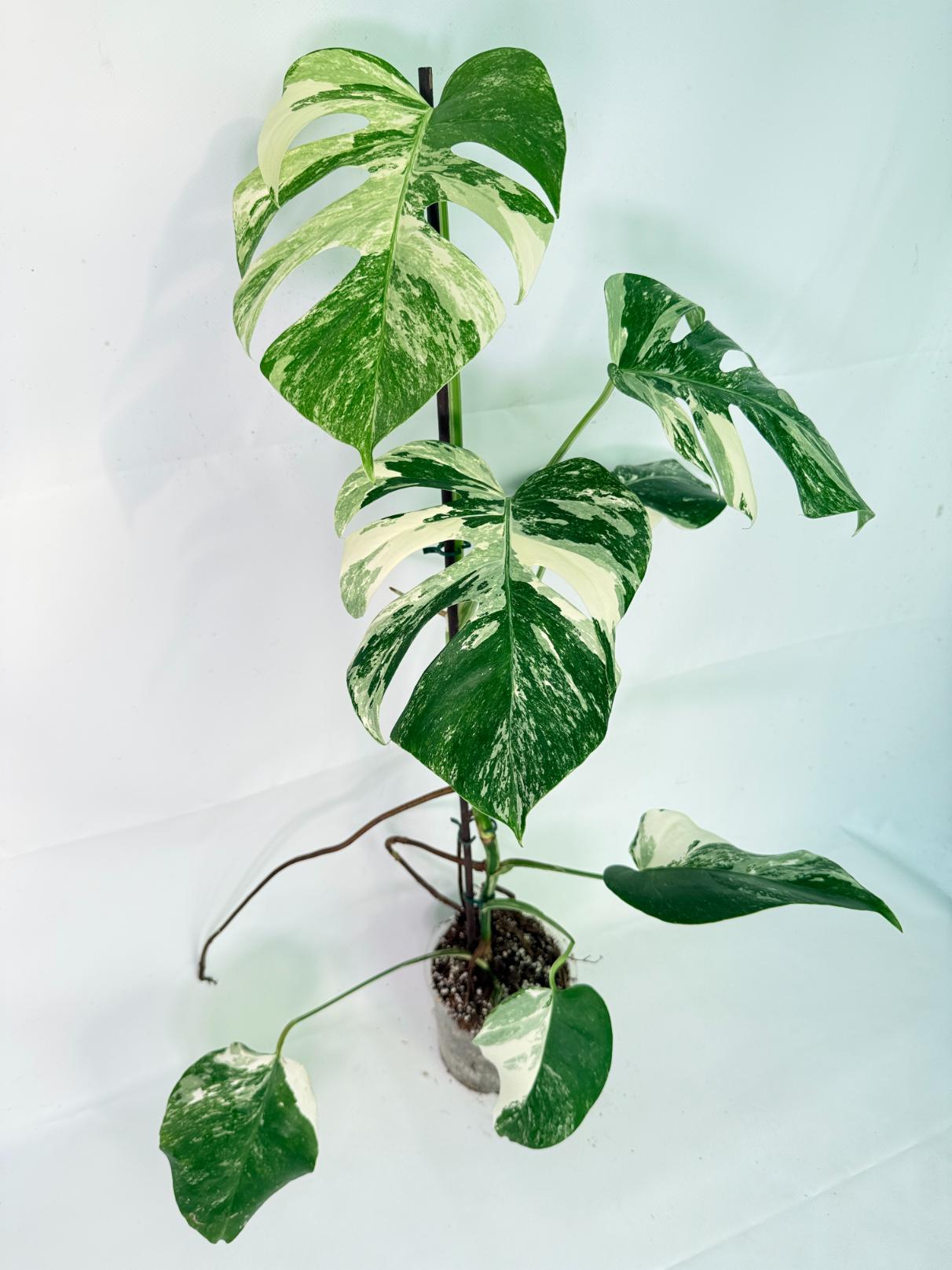 Monstera Albo Variegata XL 04