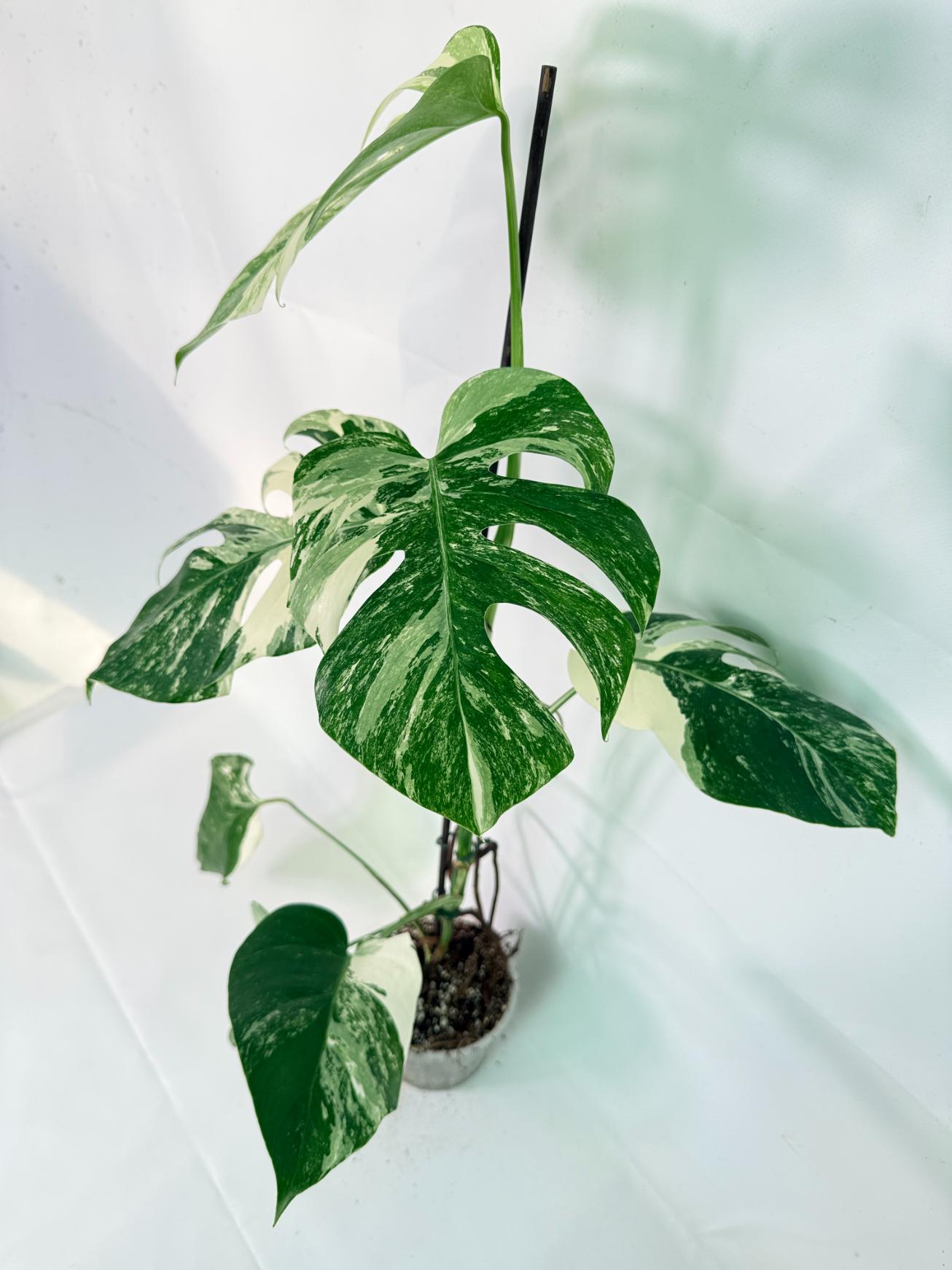 Monstera Albo Variegata XL 05