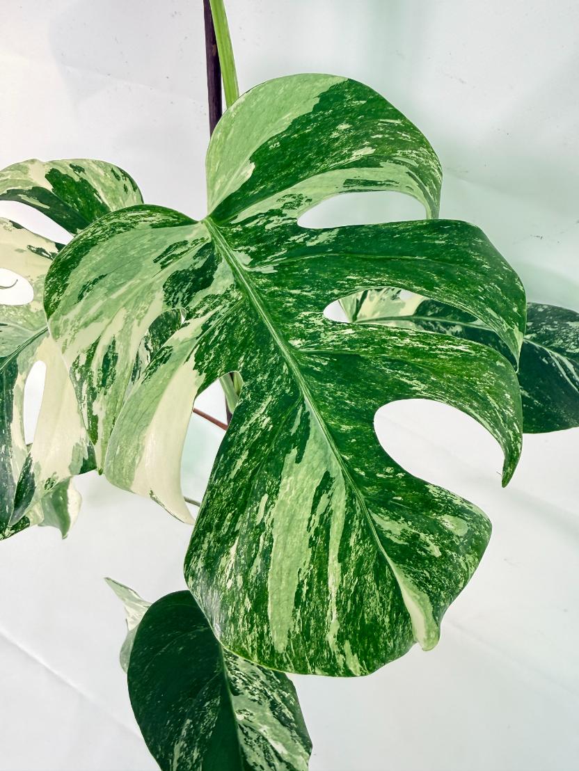 Monstera Albo Variegata XL 06
