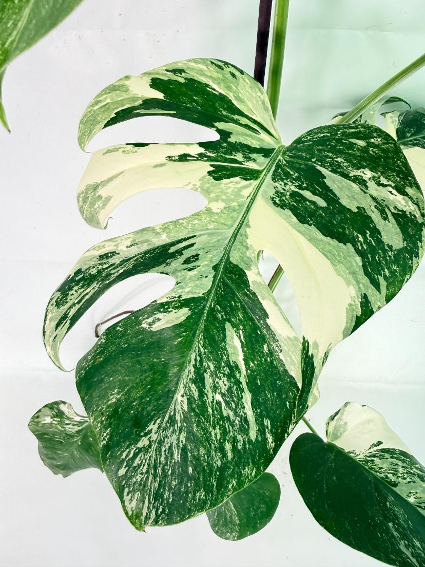 Monstera Albo Variegata XL 07