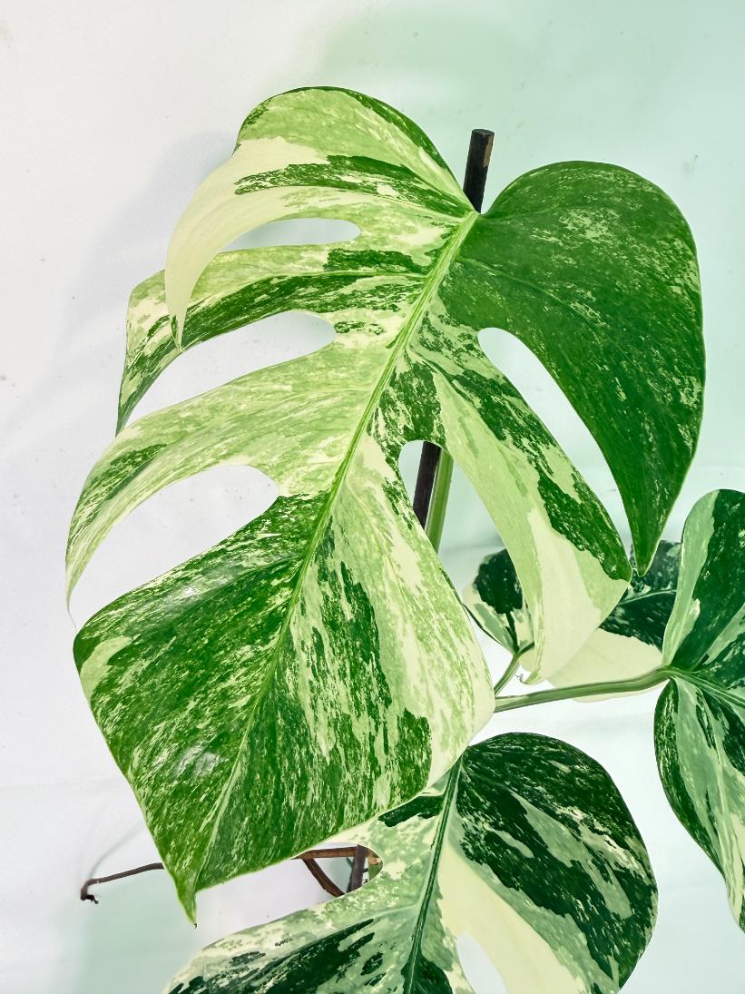 Monstera Albo Variegata XL 08