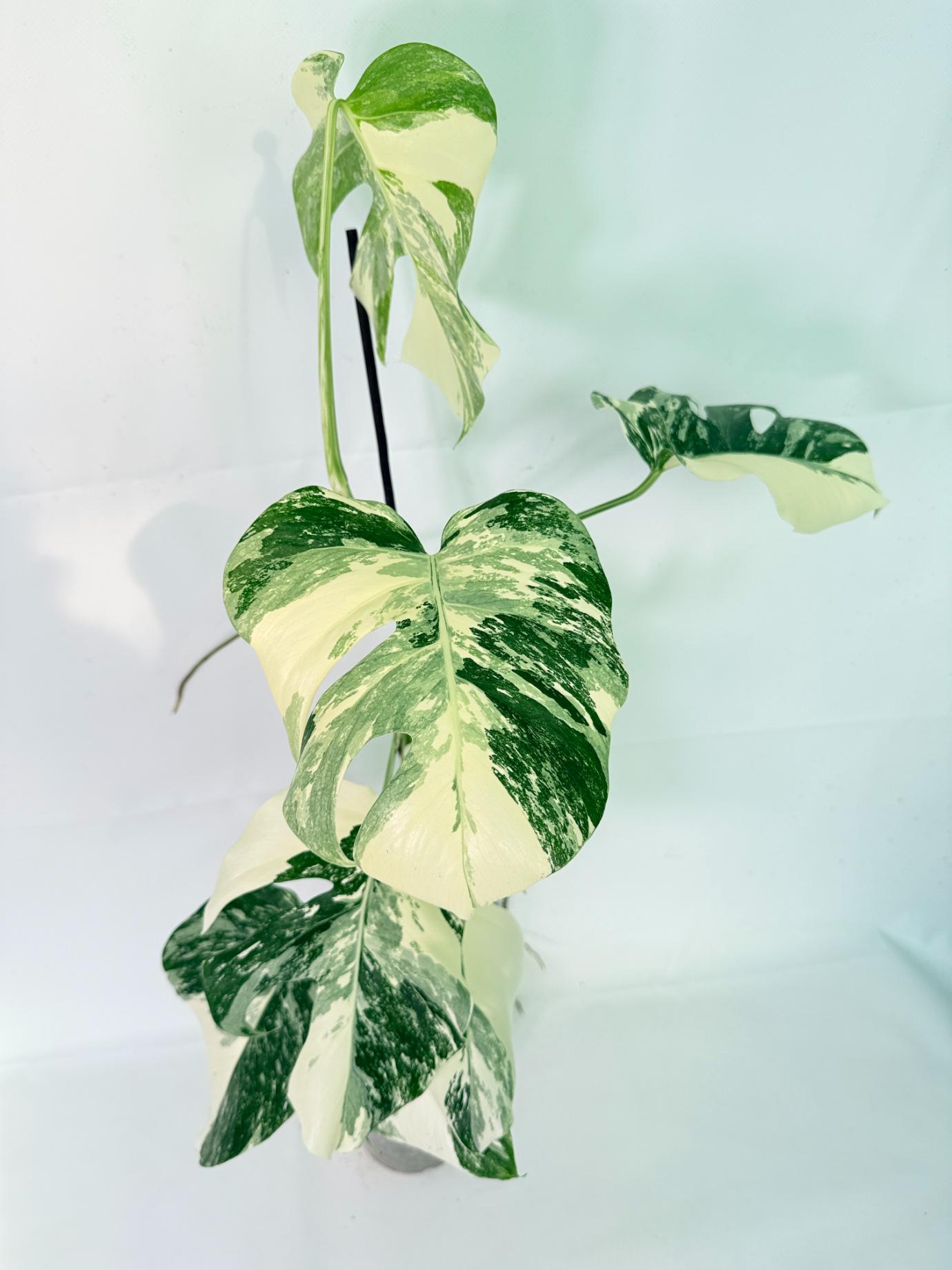 Monstera Albo Variegata XL 08
