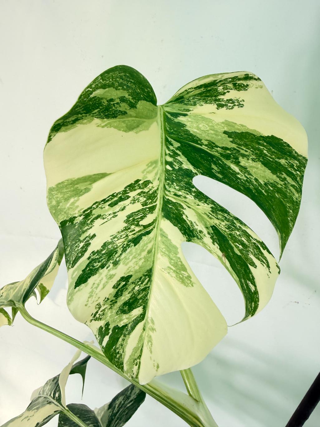 Monstera Albo Variegata XL 09