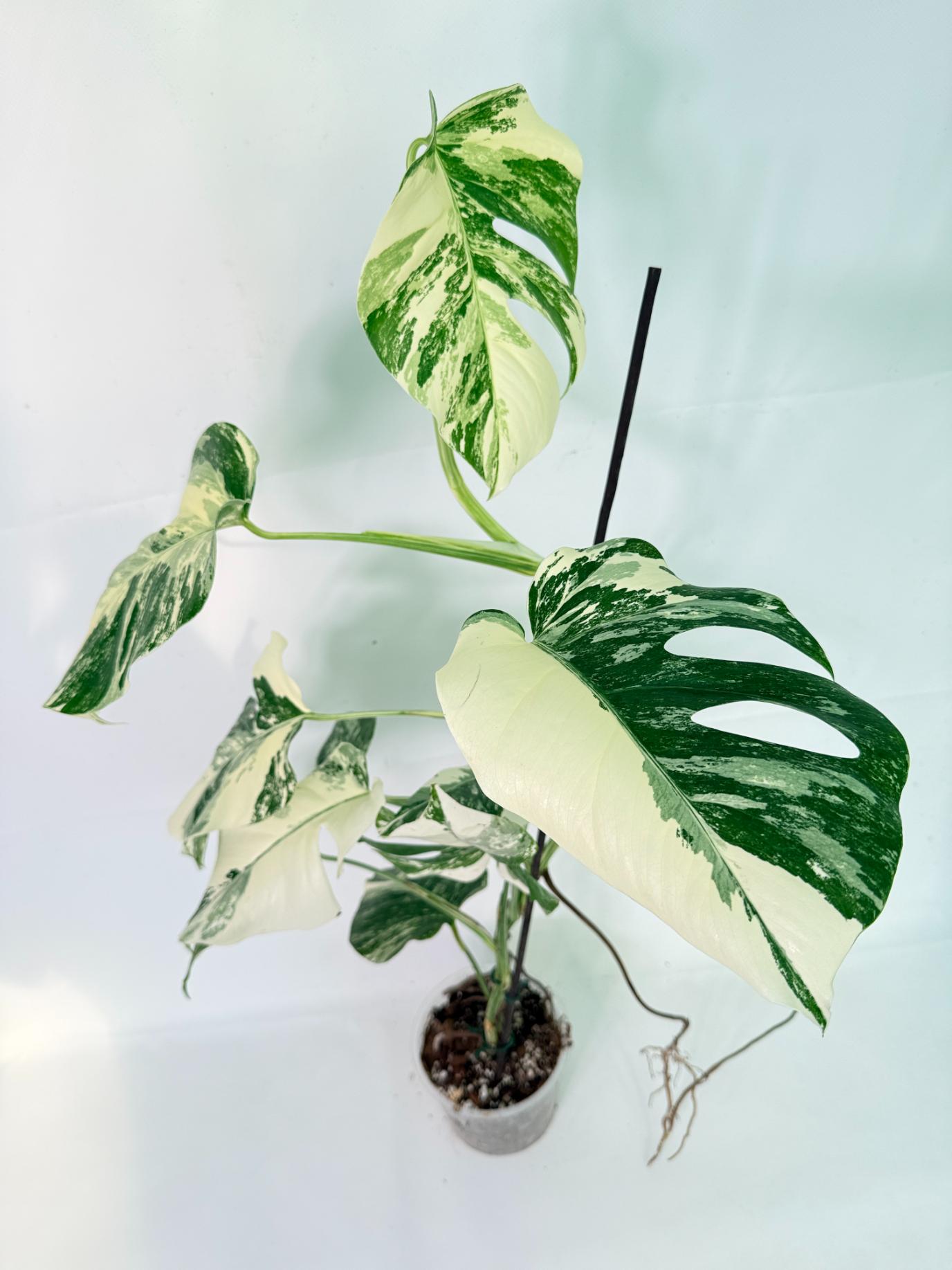 Monstera Albo Variegata XL 10