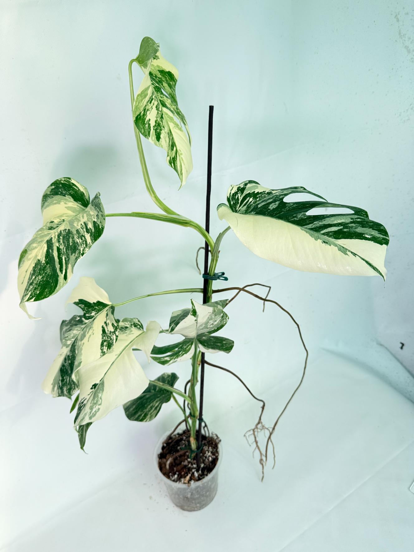 Monstera Albo Variegata XL 11