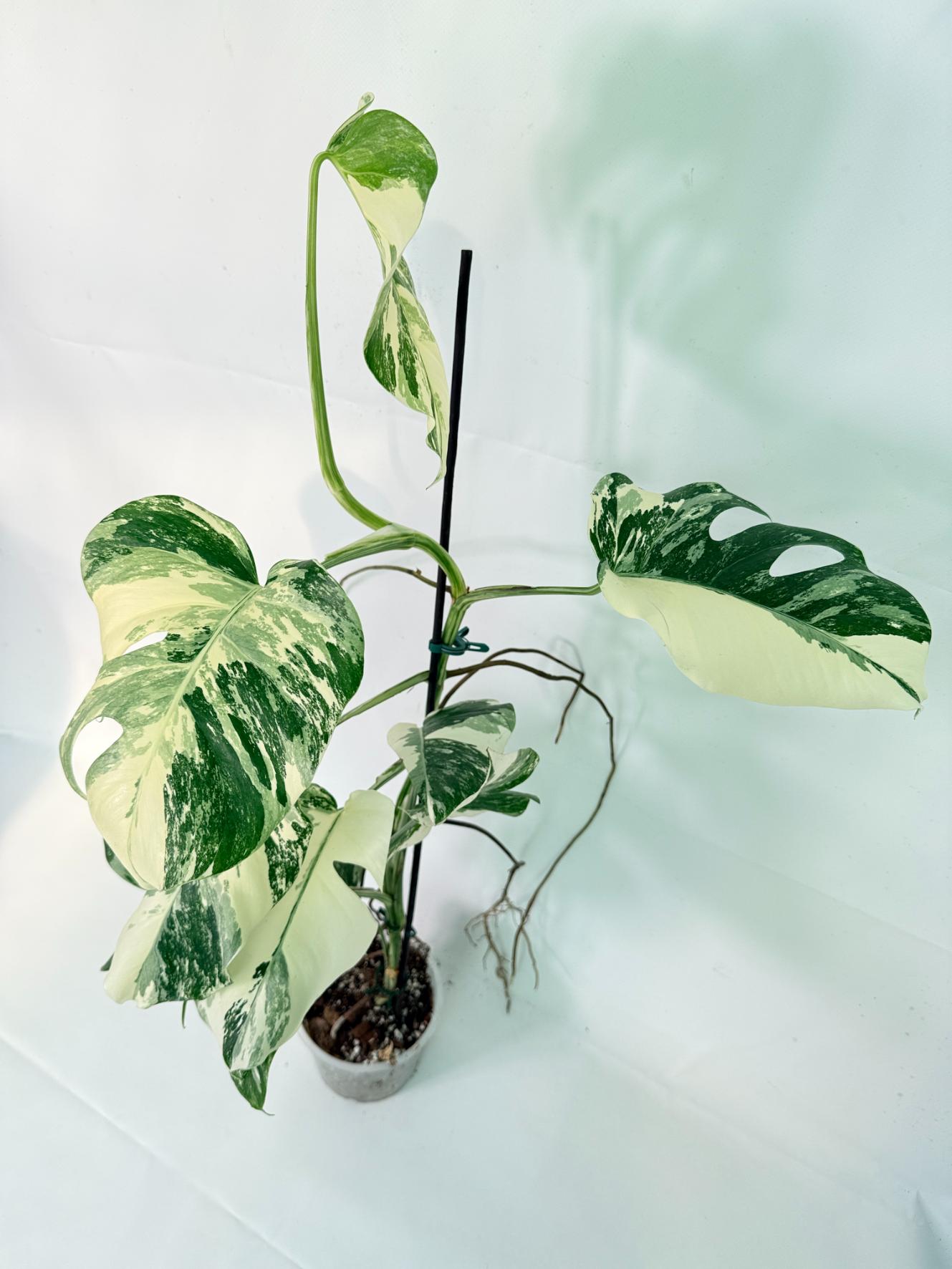 Monstera Albo Variegata XL 12