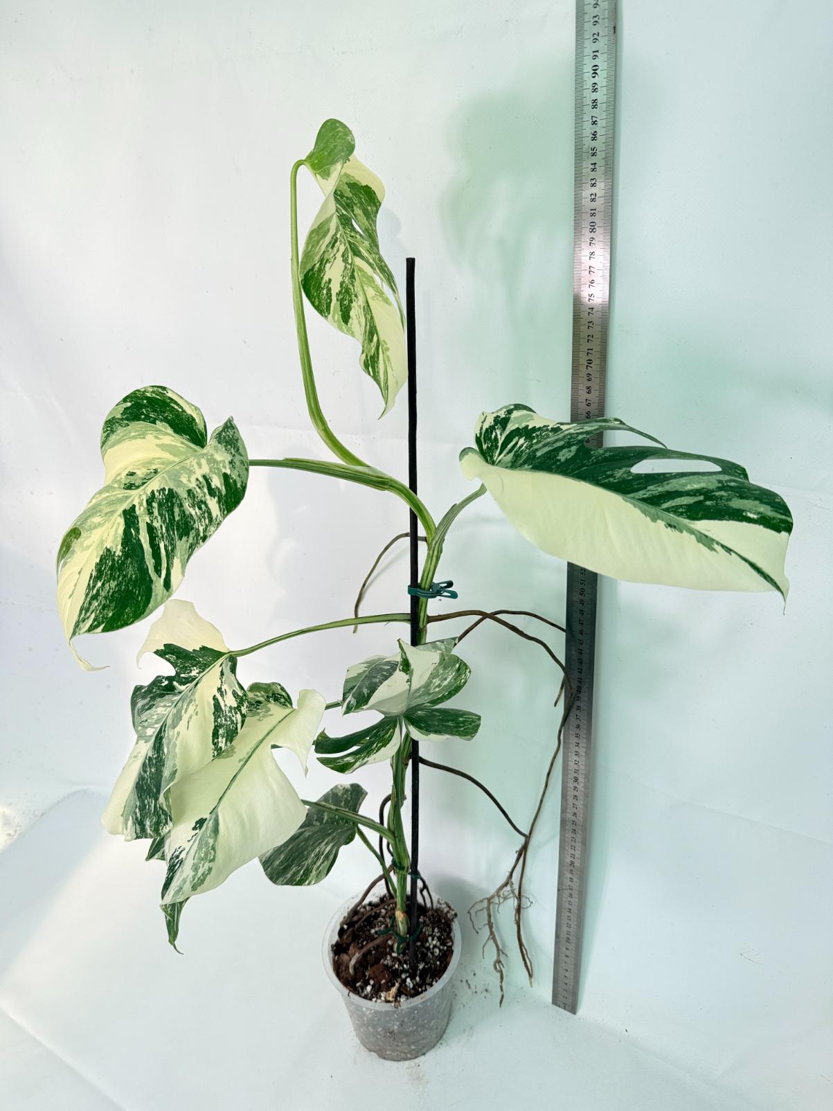 Monstera Albo Variegata XL 02