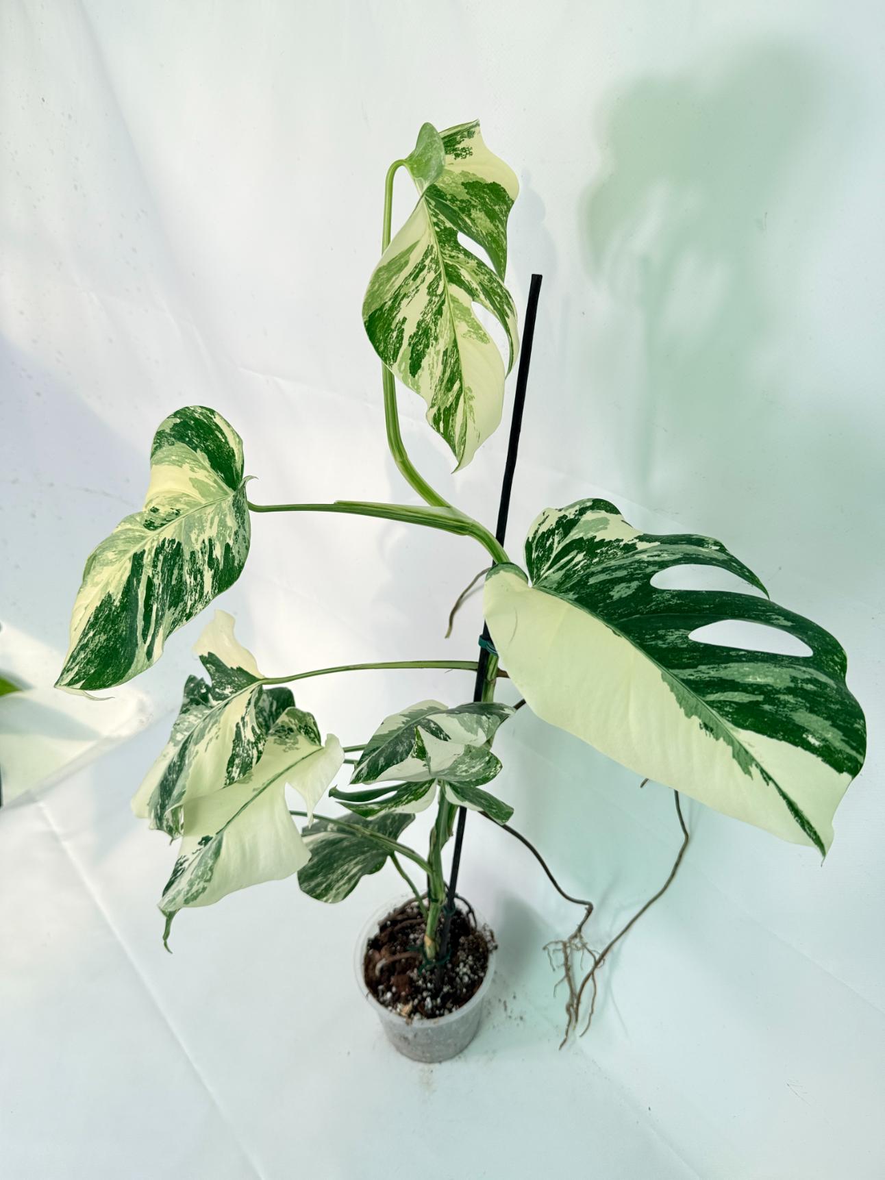 Monstera Albo Variegata XL 01