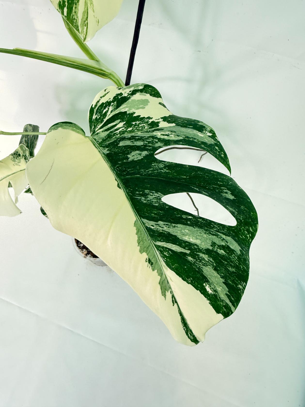 Monstera Albo Variegata XL 03