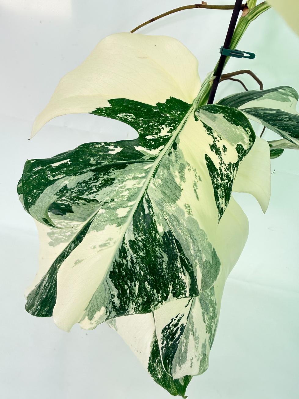 Monstera Albo Variegata XL 04